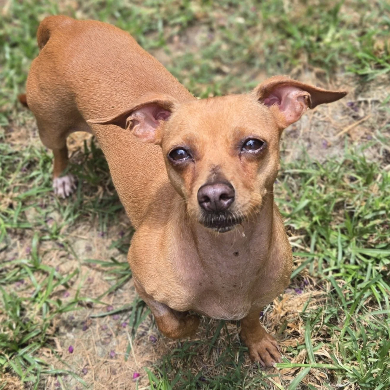 Magnolia (5 Years Old - 9LB)