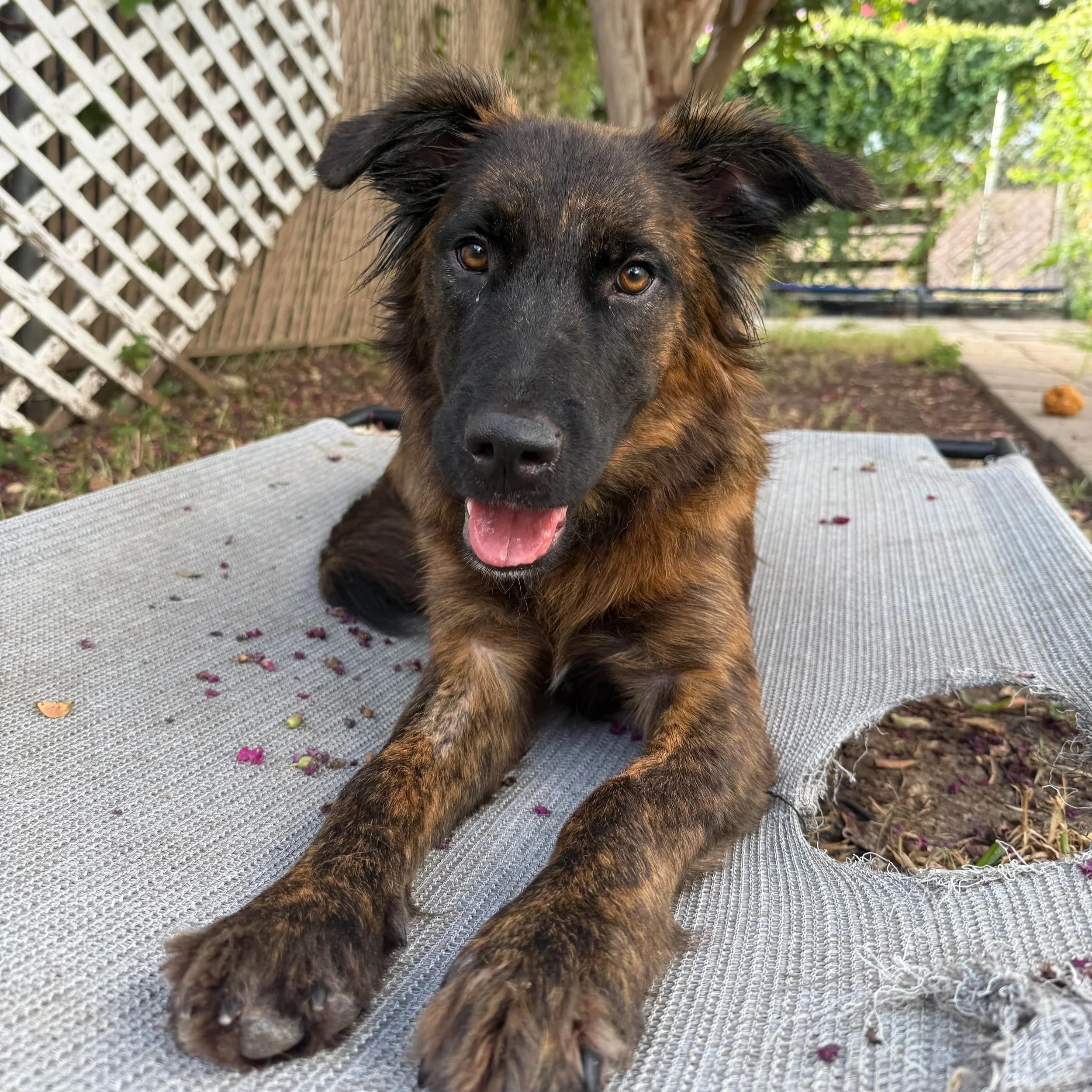 Addison (10 Months - 42LB)