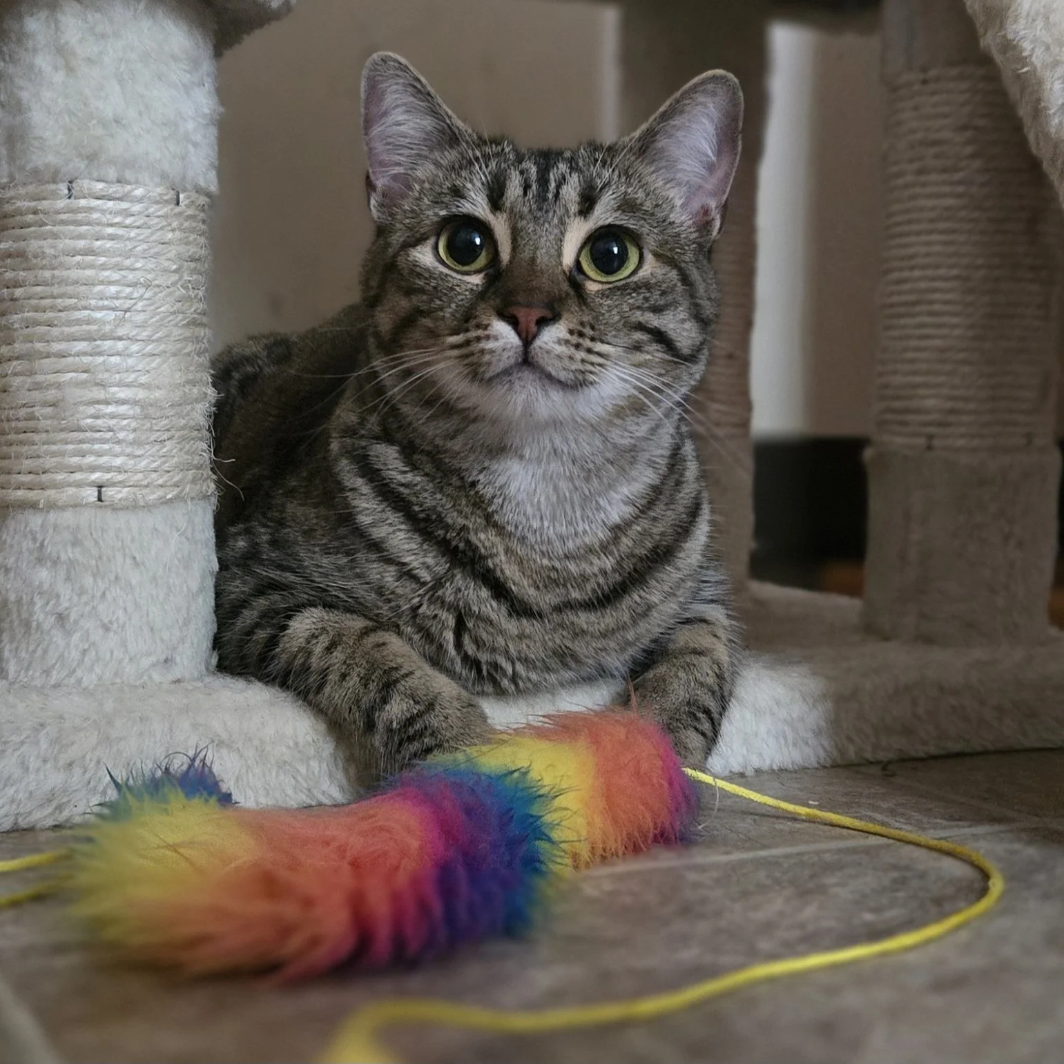 Kitzelle