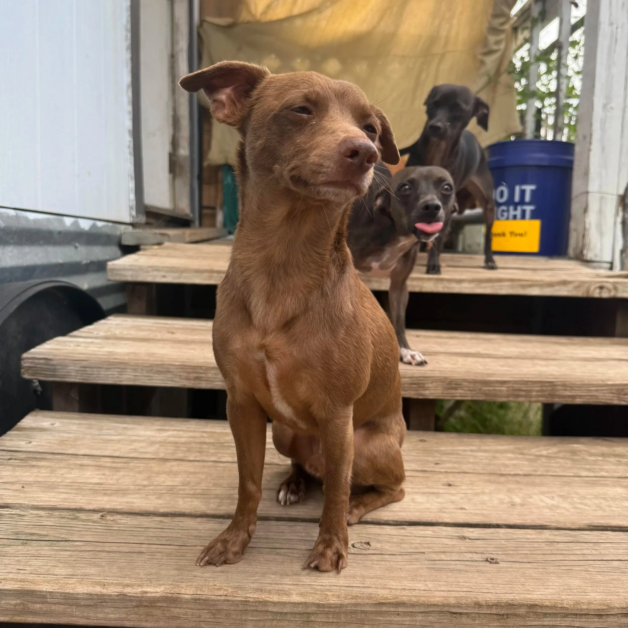 Boone (5 Years Old - 10LB)