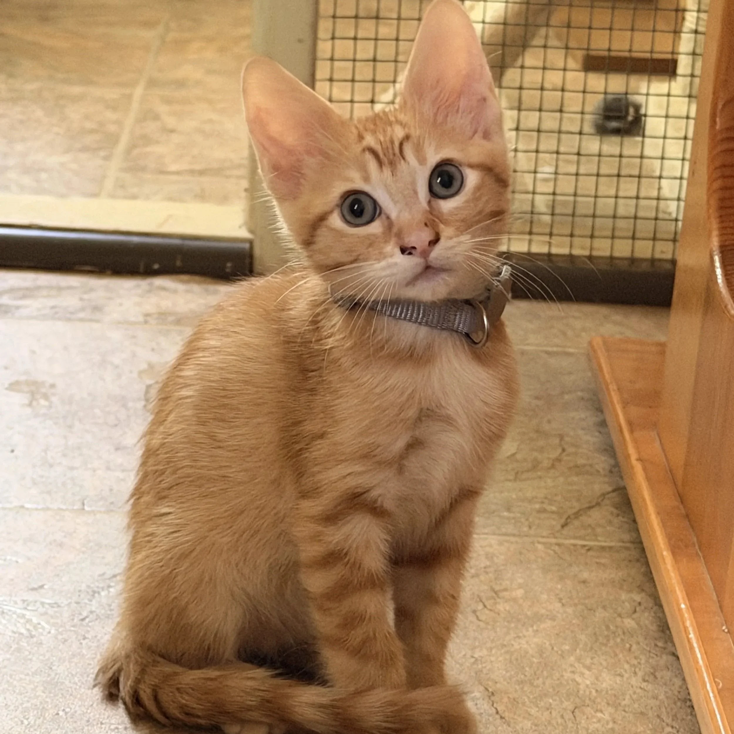 Pippin