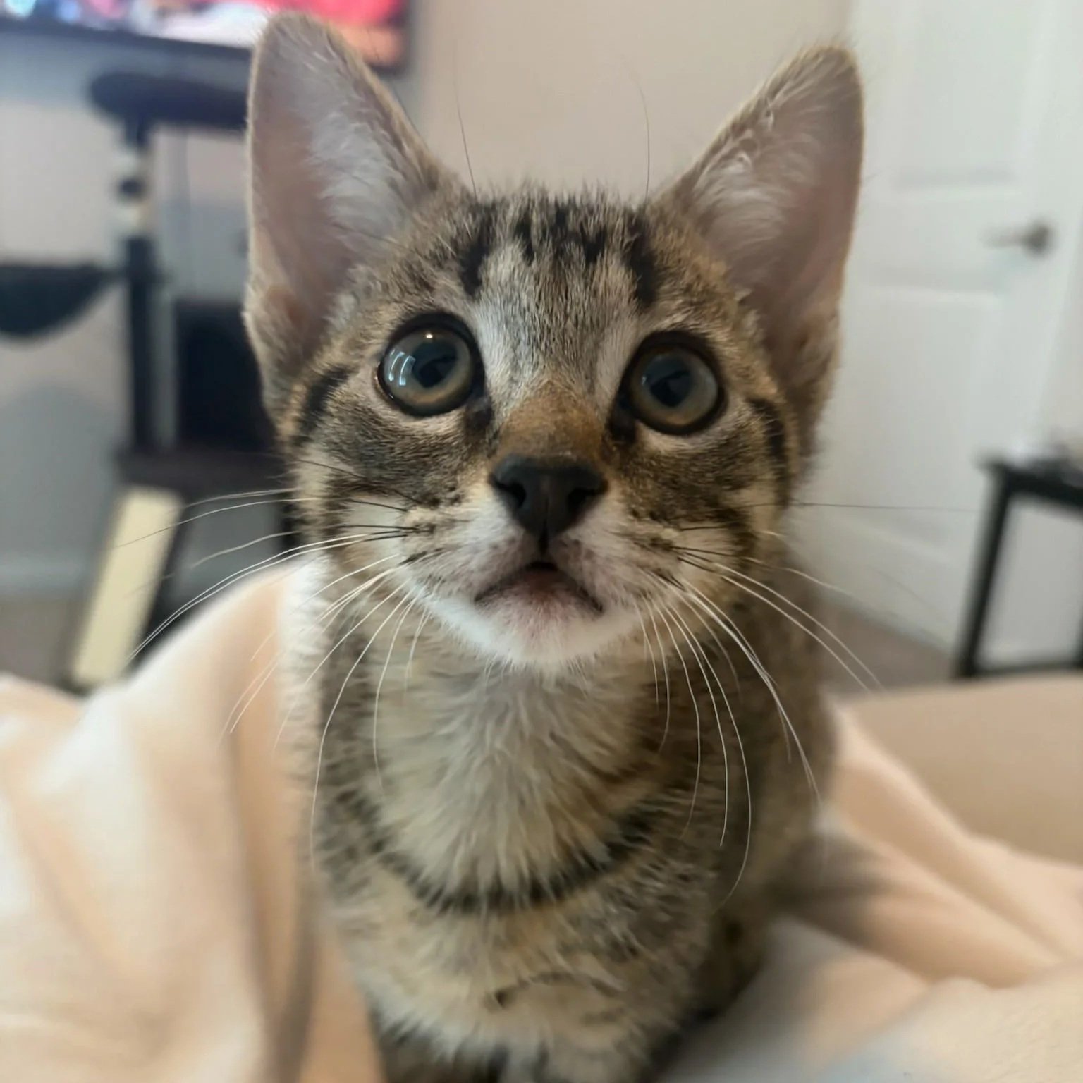Trinity (In Foster)