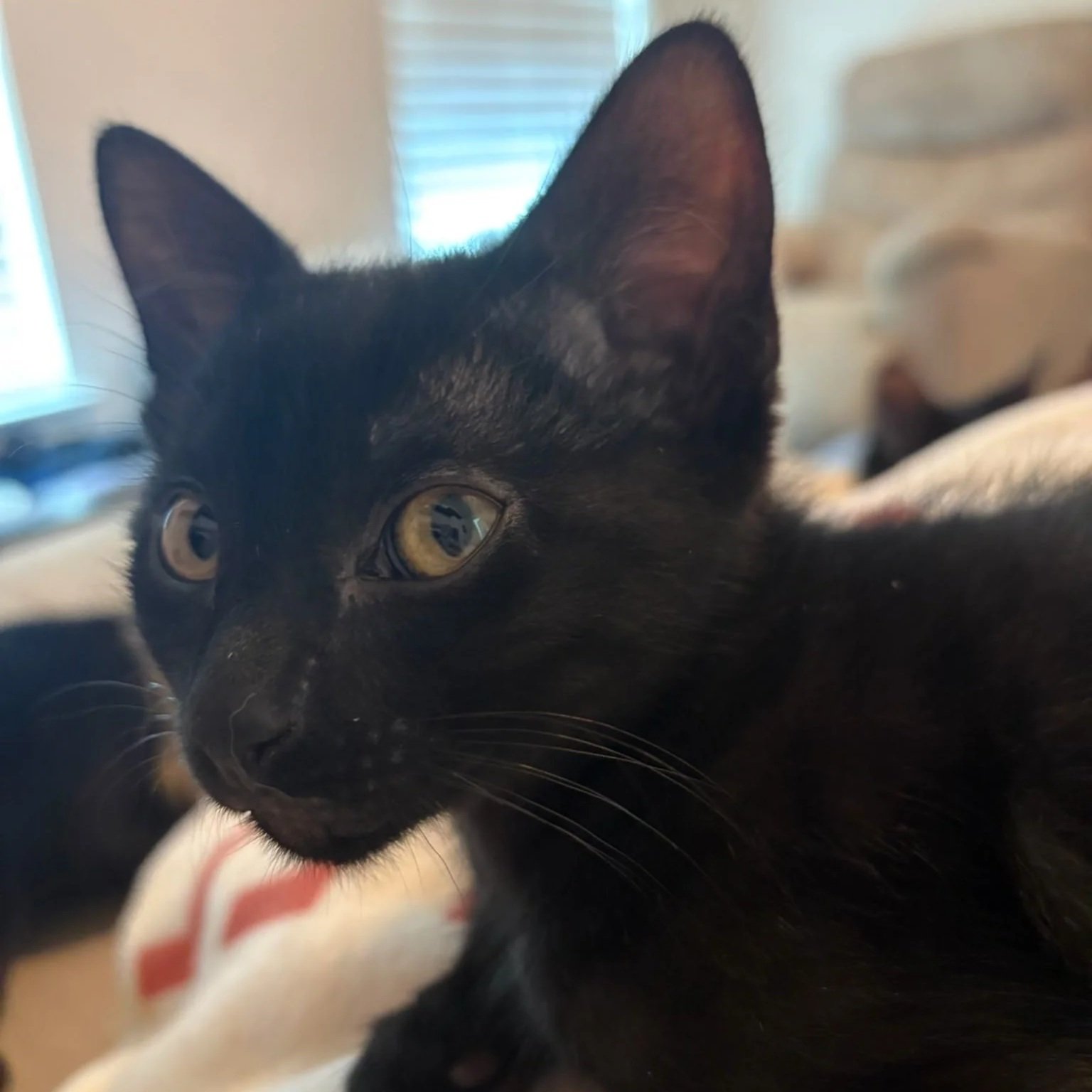 Crash (In Foster)