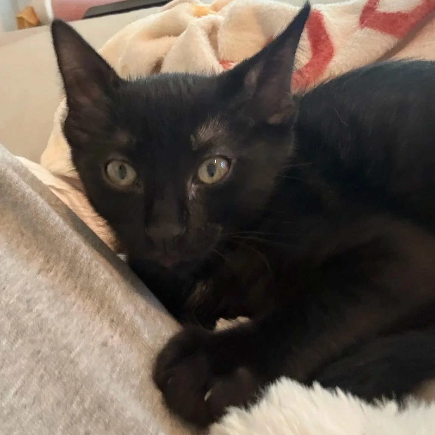 Huck (In Foster)