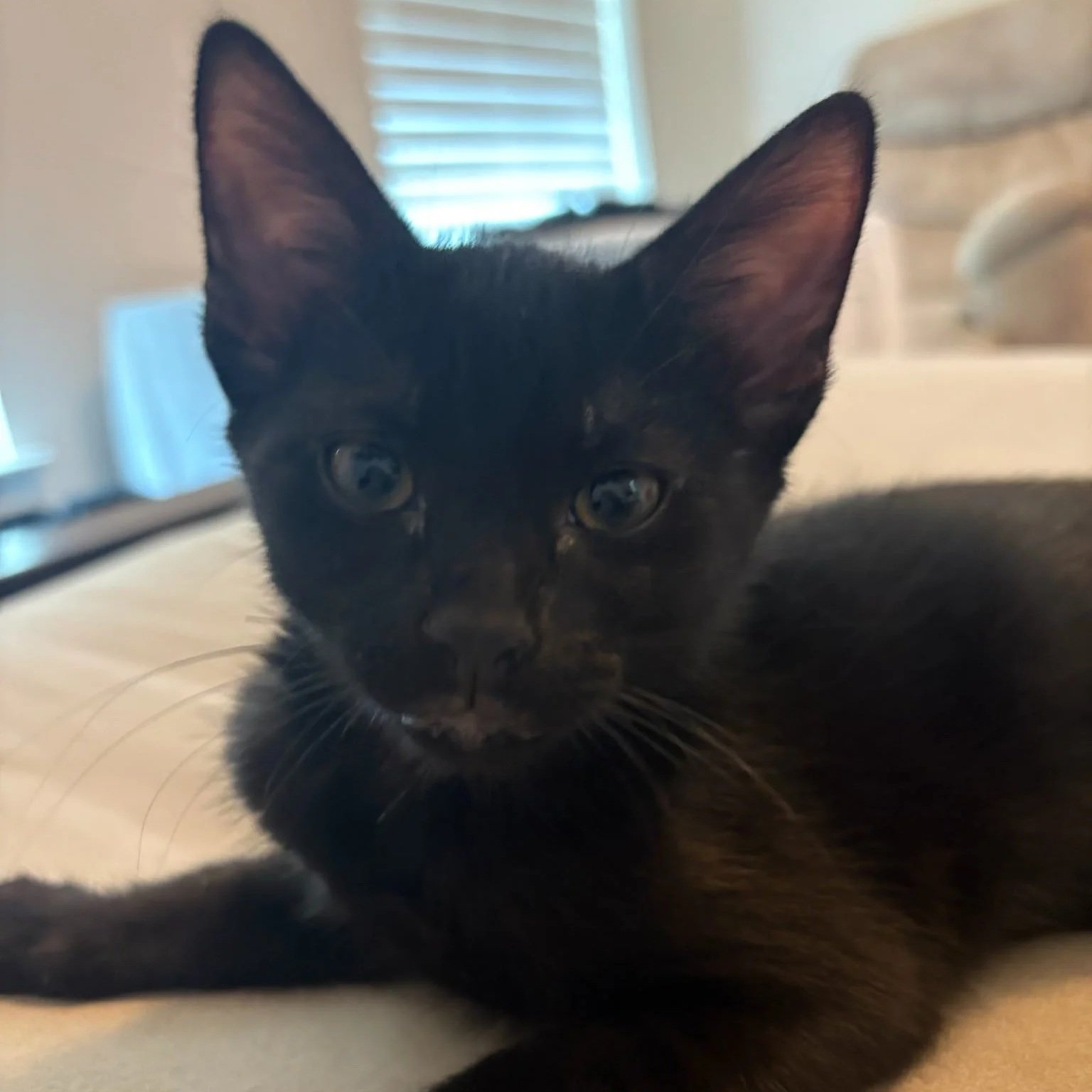 Robi (In Foster)