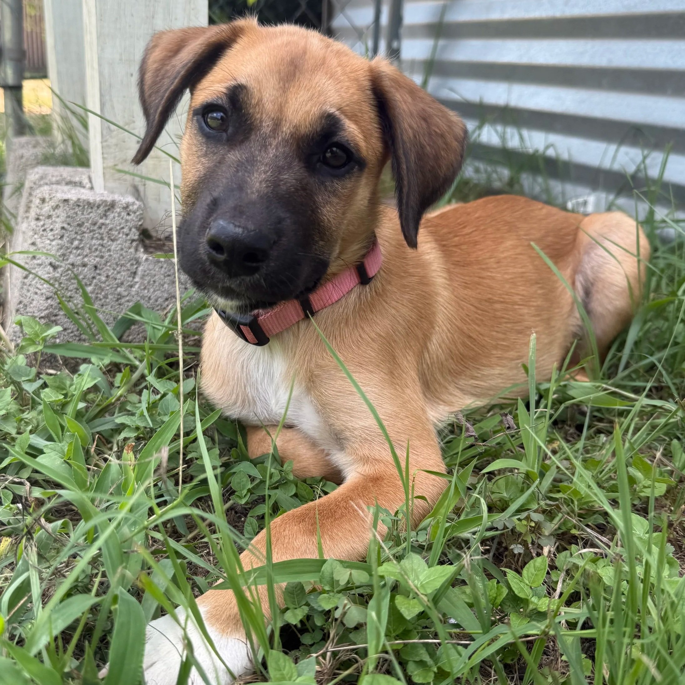 Jasmine (3 Months - 17LB)