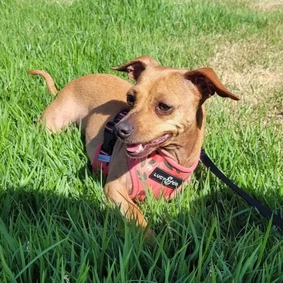 Magnolia (5 Years Old - 9LB)