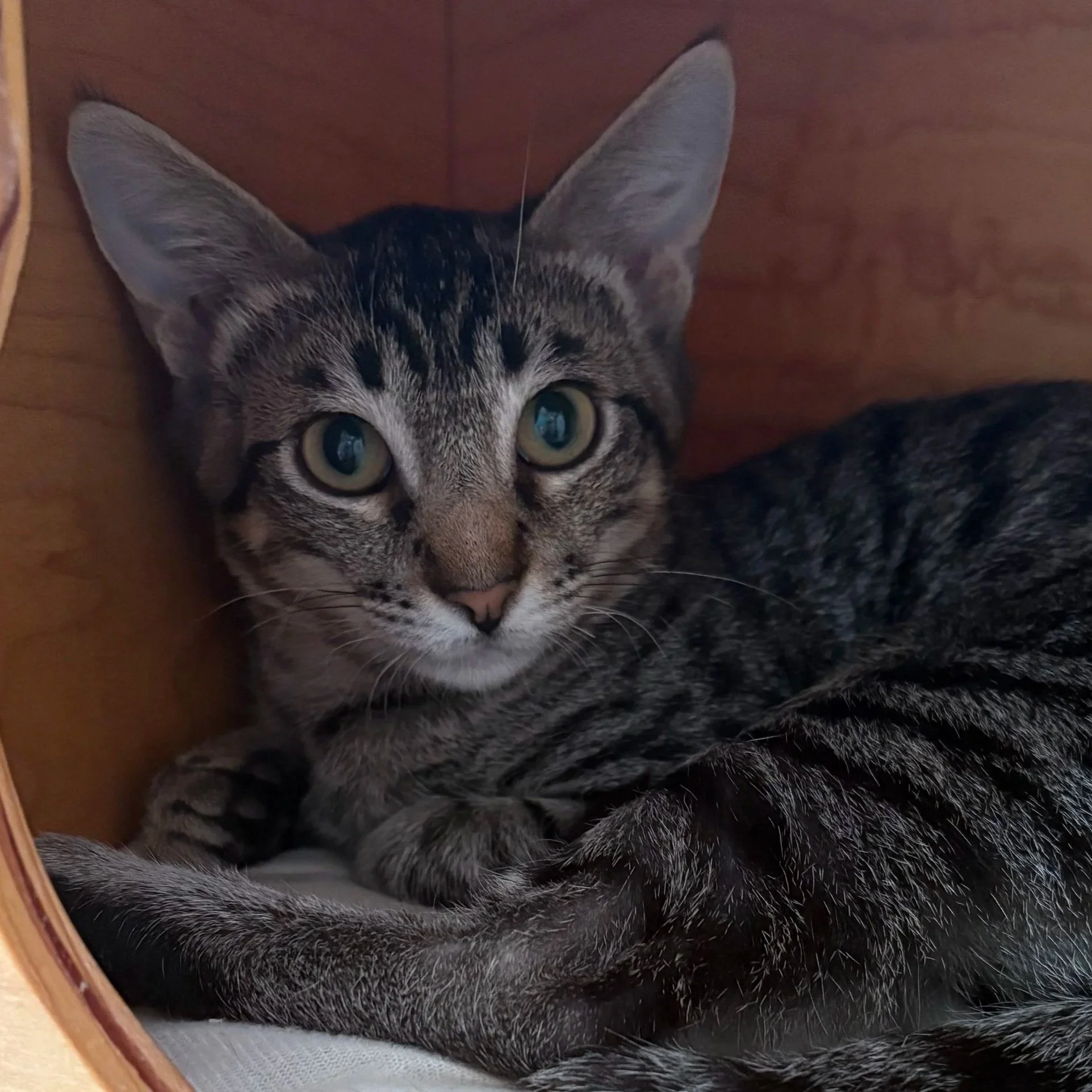 Luca