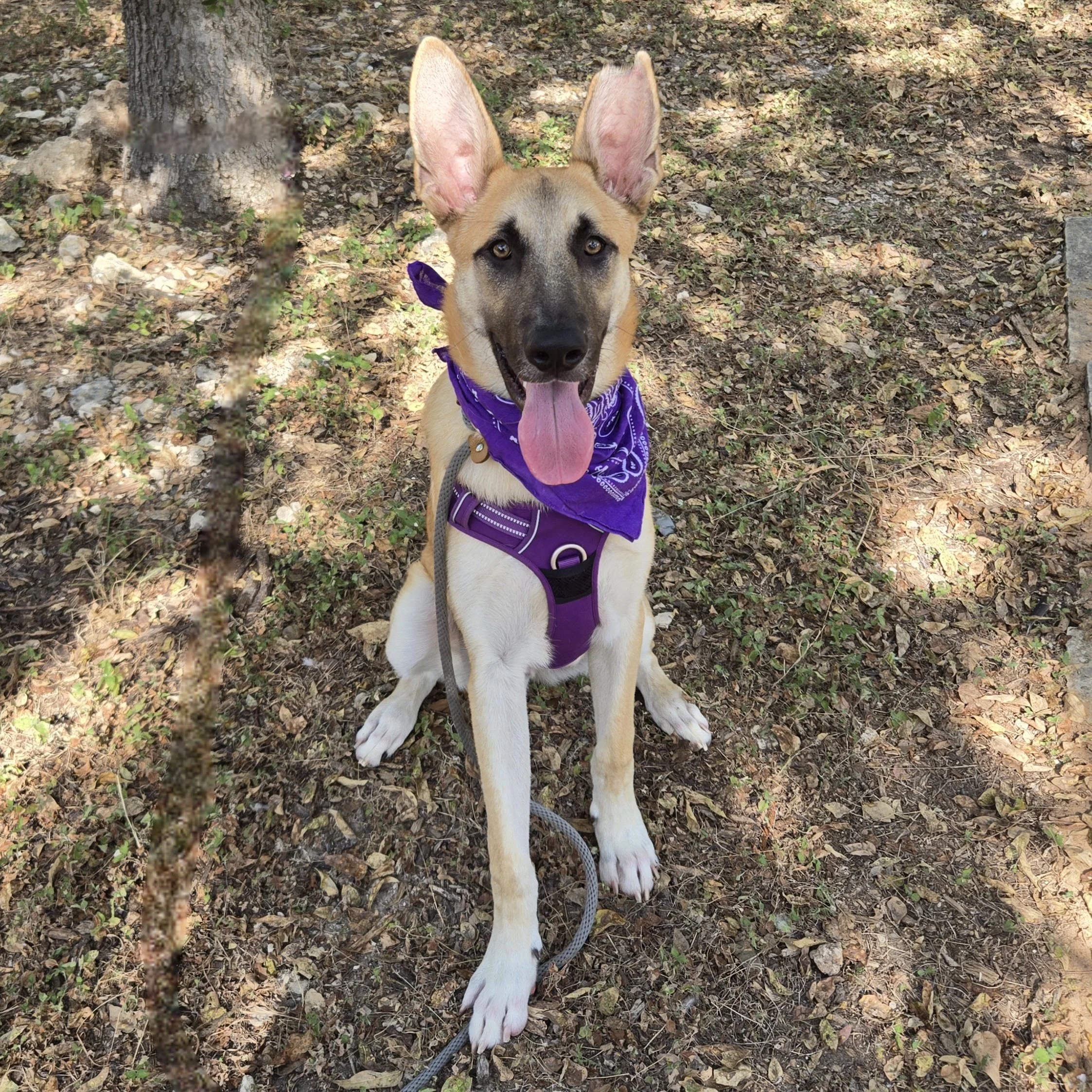 Basil (9 Months Old - 50 LB)
