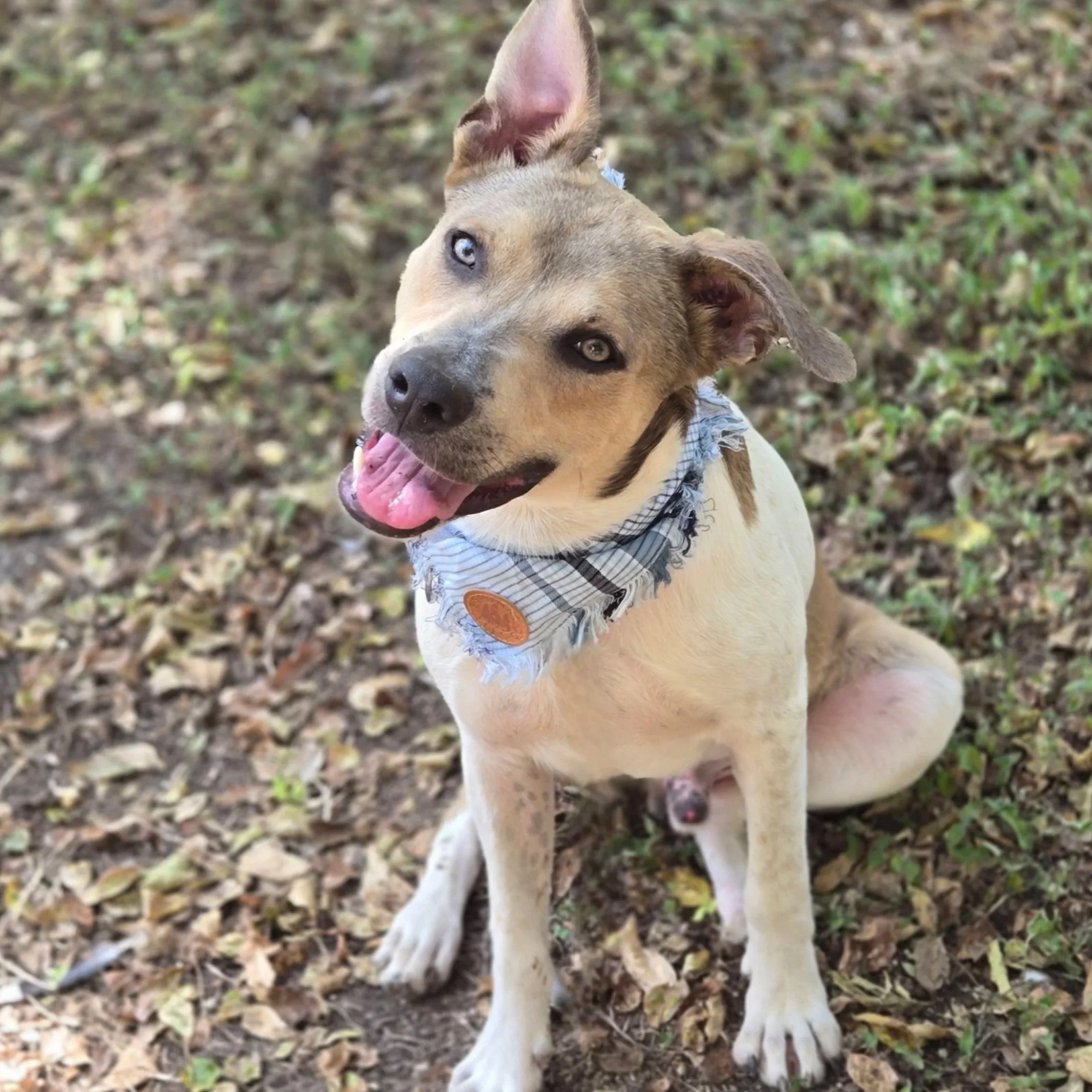 Ranger (9 Months Old - 40LB)