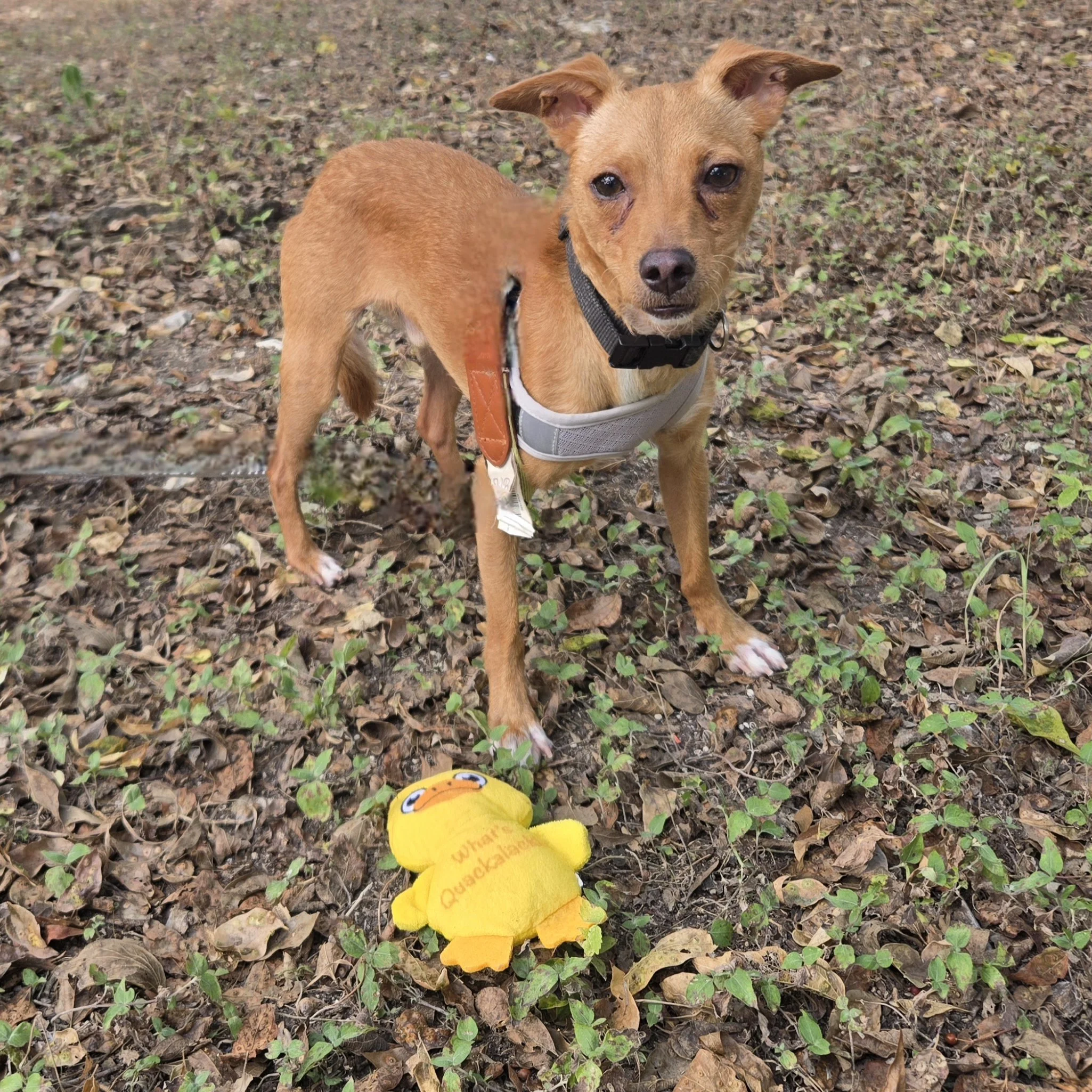 Chico (3 Years Old - 9LB)