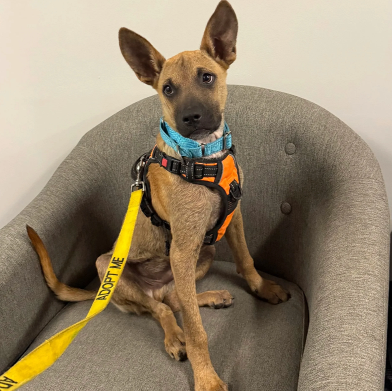 Orville (9 Months Old - 25LB)