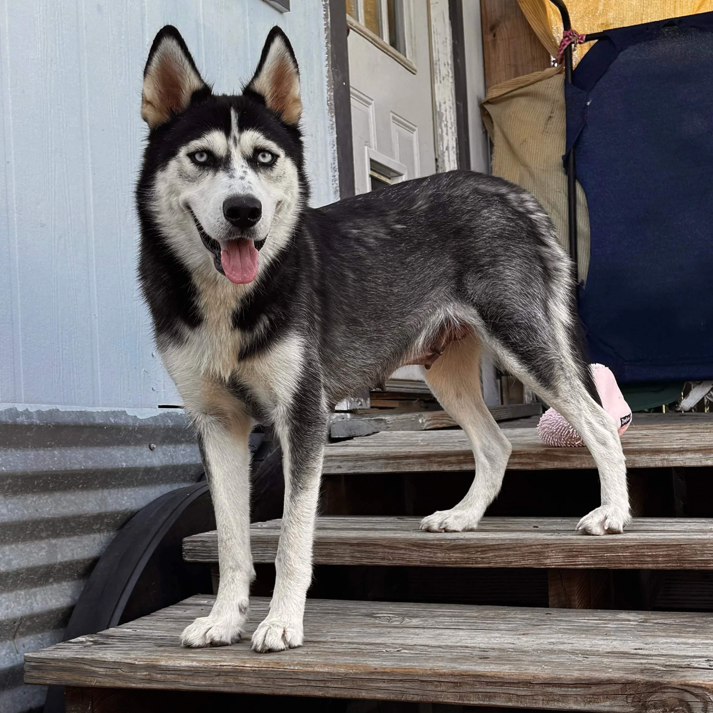 Victoria (3 Years Old - 40LB)