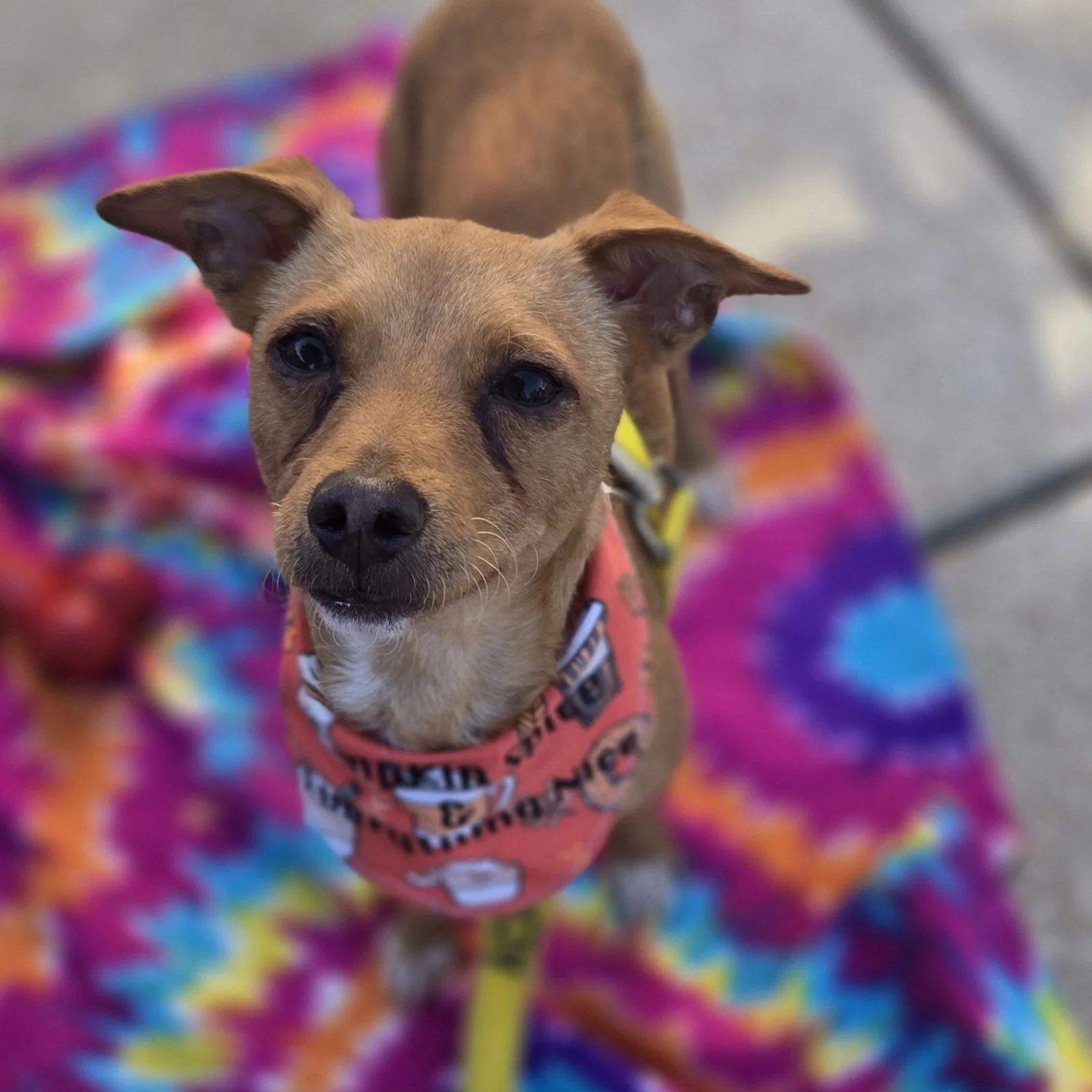 Chico (3 Years Old - 9LB)