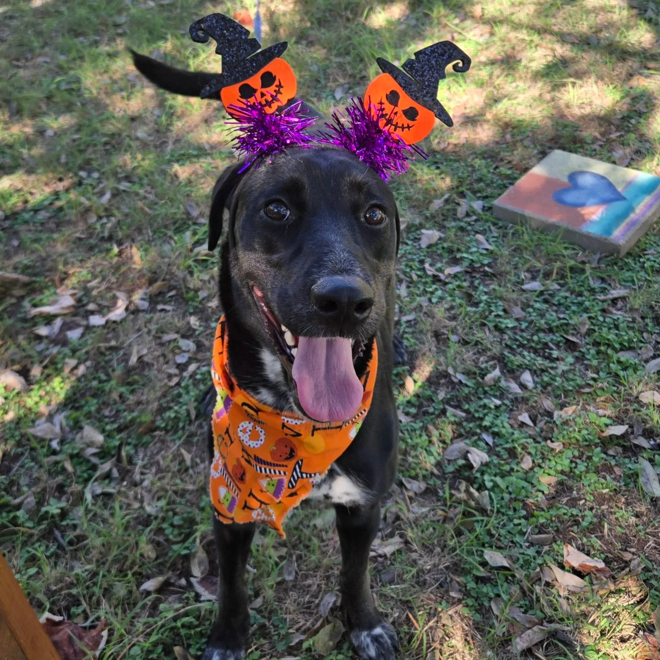 Nora (1 Year Old - 44LB)