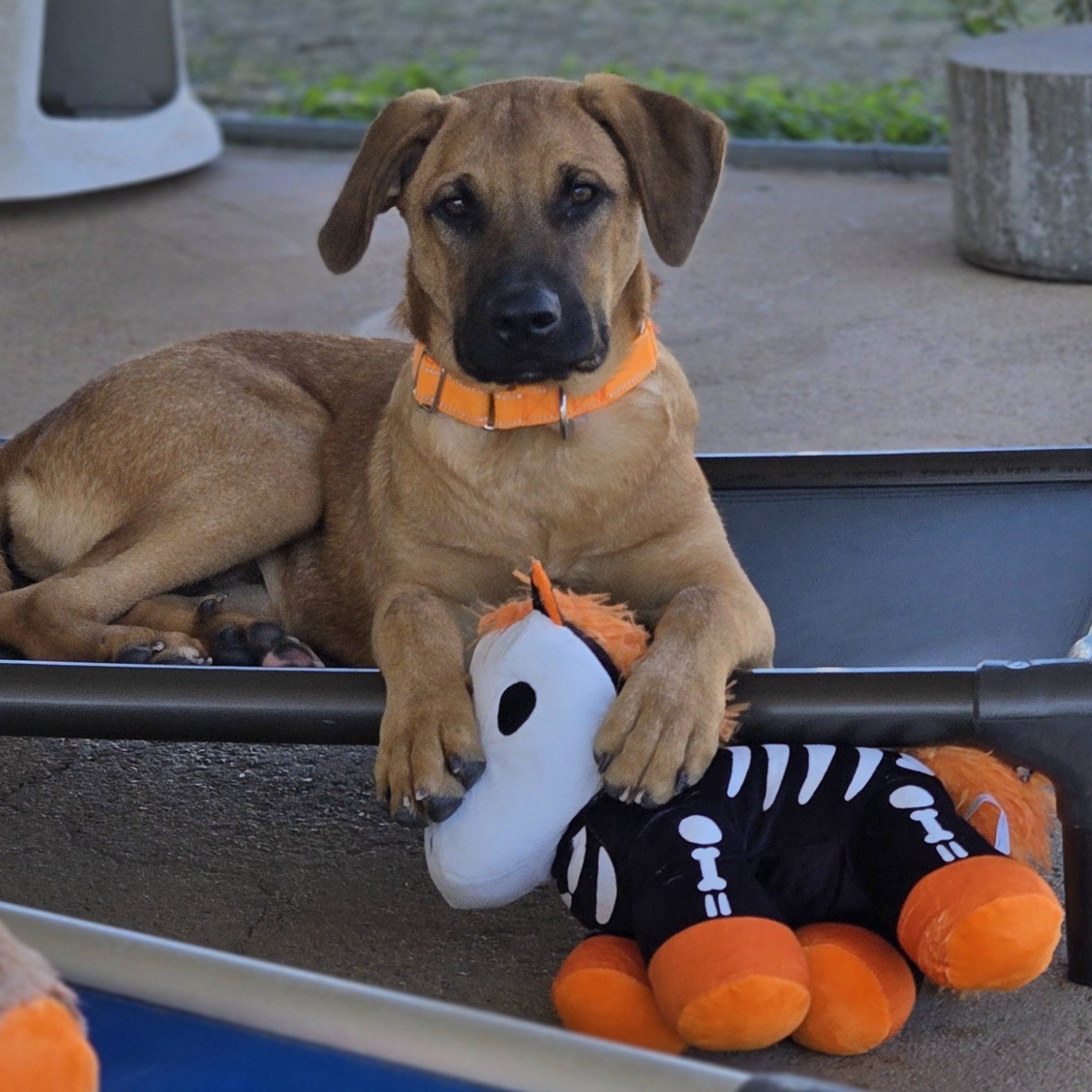 Harry (5 Months Old - 38LB)