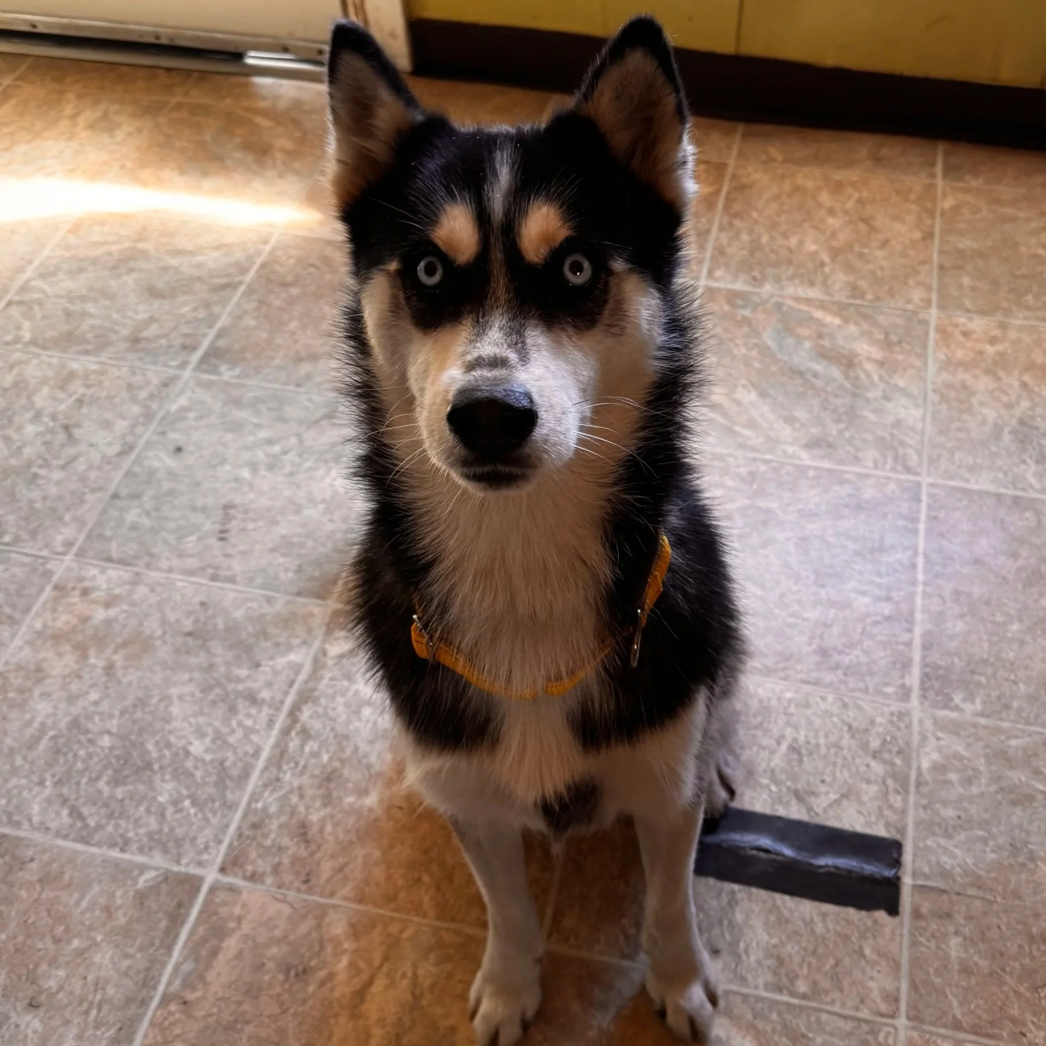 Frank (5 Years Old - 40LB)