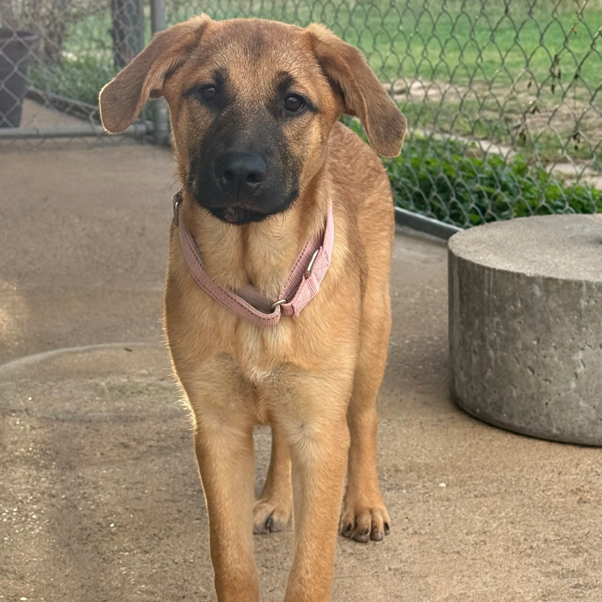 Sally (5 Months Old - 26LB)