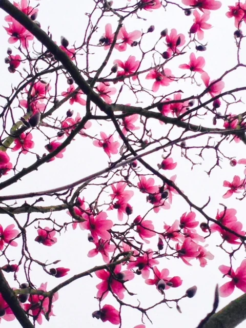 support-local-magazine-gardening-tips-for-every-season-flower-tree-inspiration.jpg