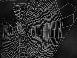 cobwebs.jpg