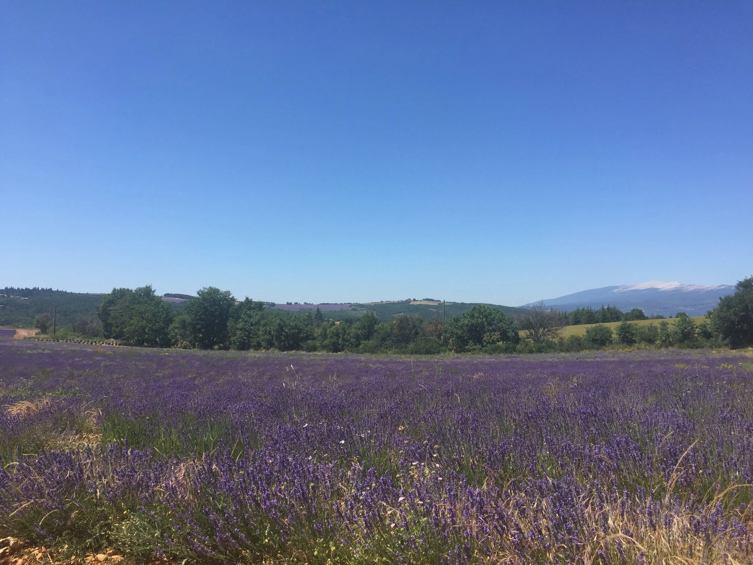 A vast lavender field with purple flowers under a clear blue sky, trees in the background, and mountains in the distance, in Valensole