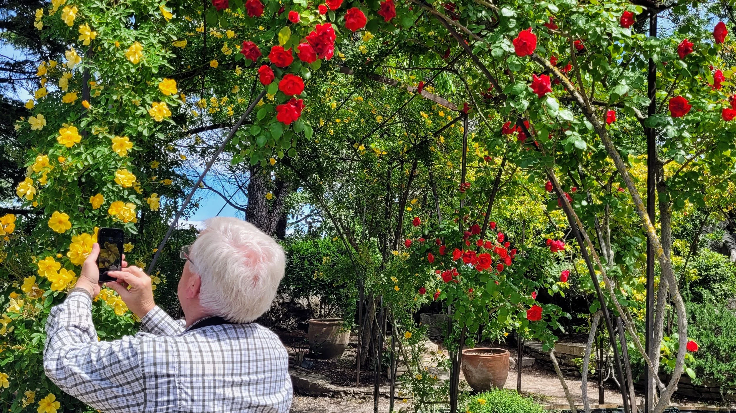 An elderly man with white hair, wearing a checkered shirt, is taking a photo on his smartphone in a garden with yellow and red flowering plants, surrounded by green foliage and potted plants in the Luberon region.