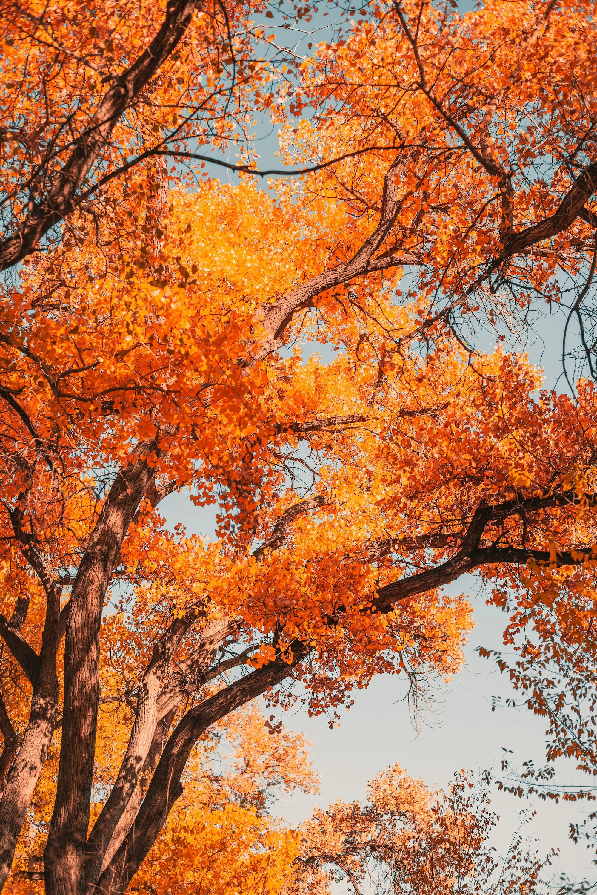 🎃 Fall at Bosque Brewing: Your Guide to Taproom Nights, Trivia Battles, and Spooky Fun