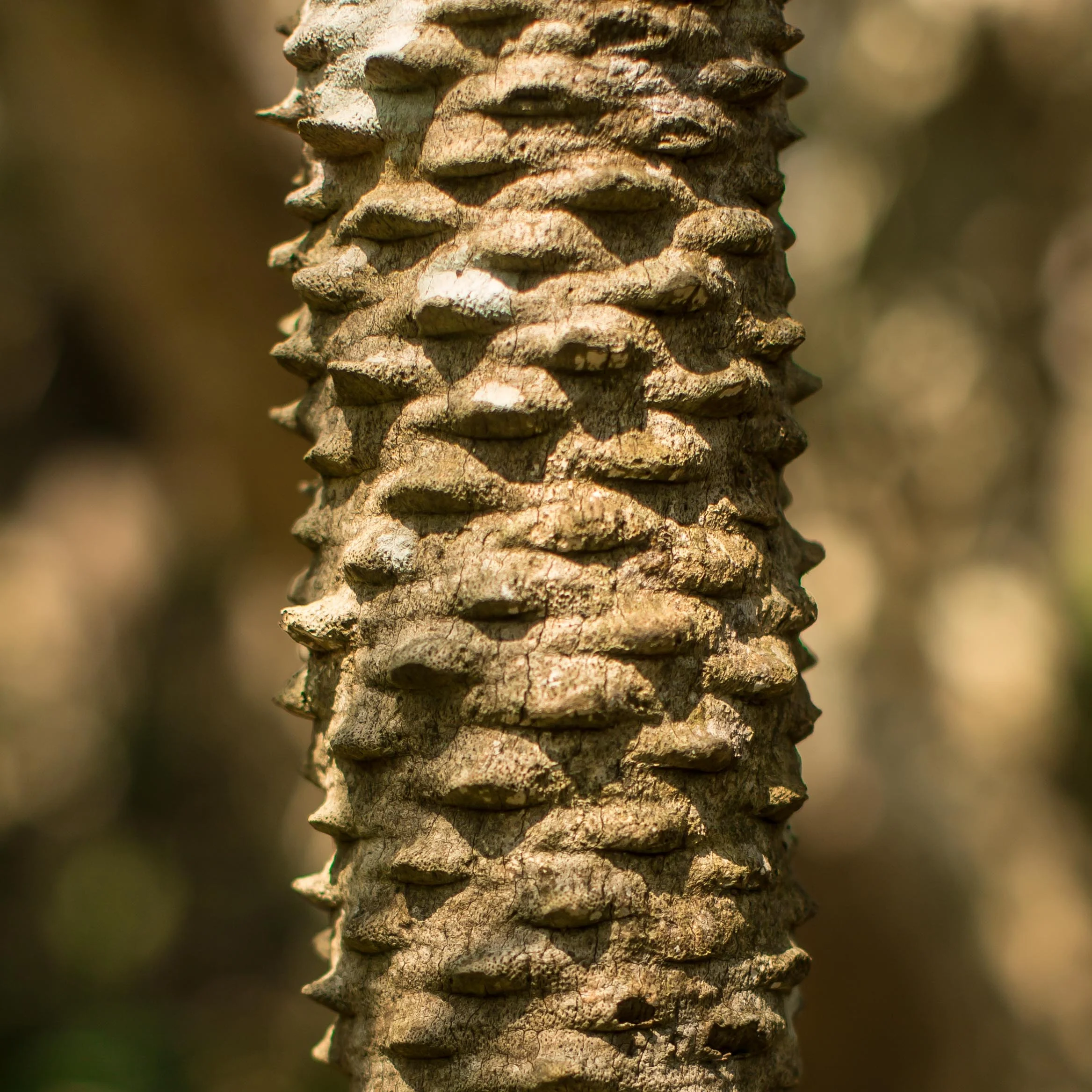 PS6C9828.jpg