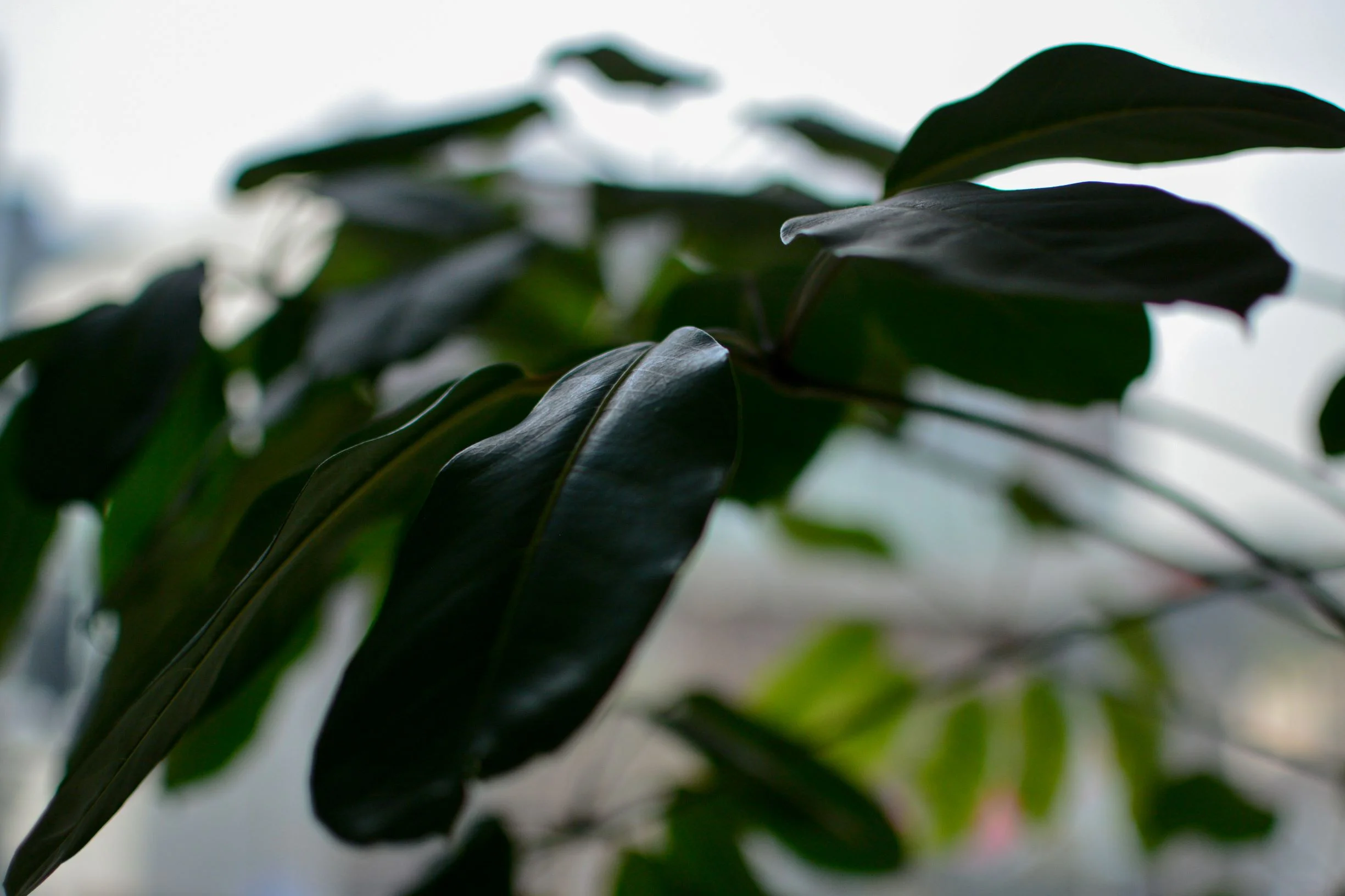 DSC_5003.jpg