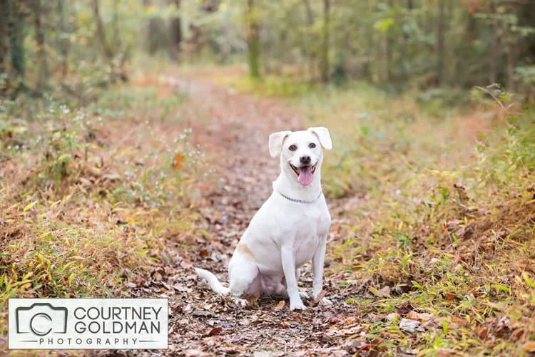 Decatur-Atlanta-Pet-Dog-Photographer-Courtney-Goldman-1.jpg