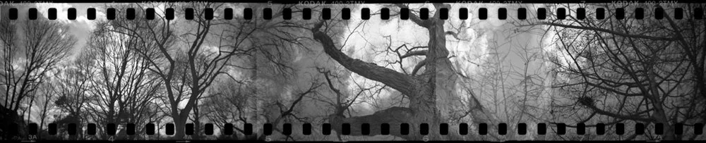 4_KLKemperman_Among the Trees_2019_wsac_sprocket.jpg