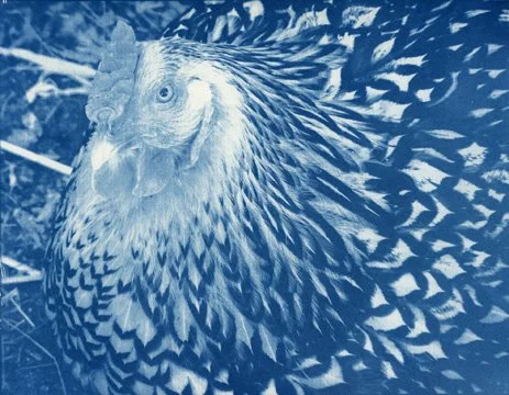 6-KLKemperman_Olga_s Rooster_cyan_wsac.jpg