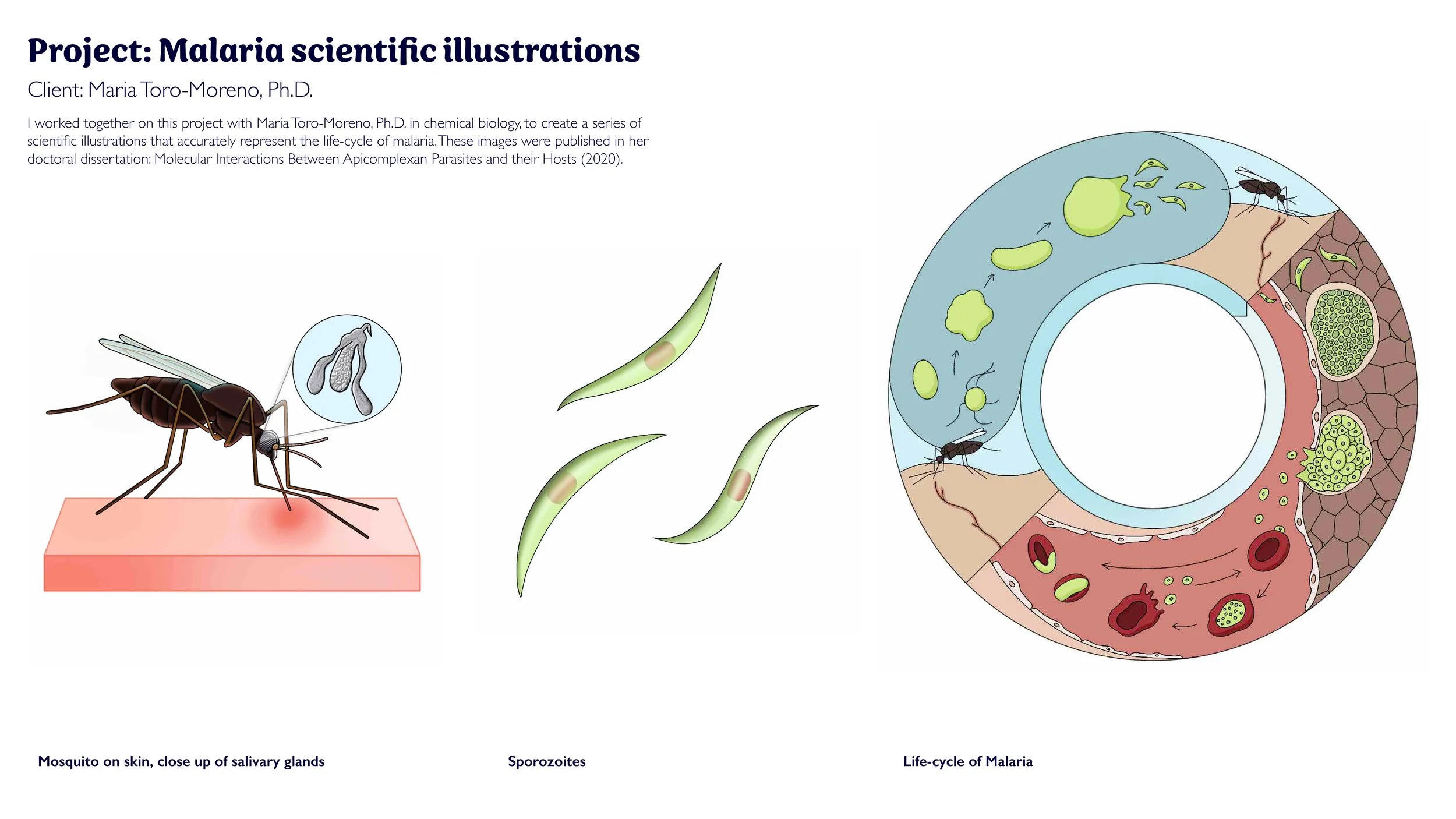 Portfolio_Susana Velasquez_202220.jpg