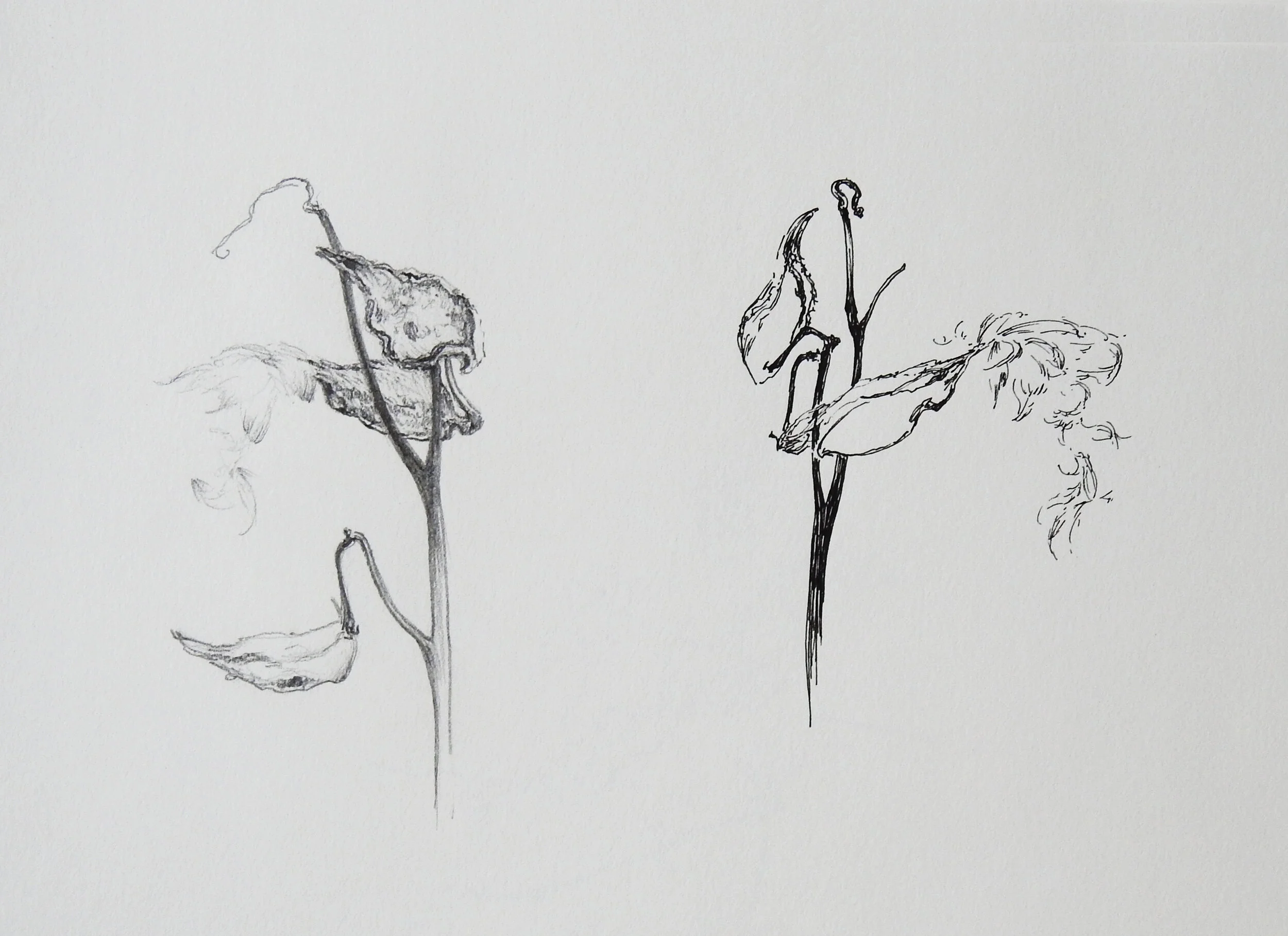 milkweed DSCN2377.JPG