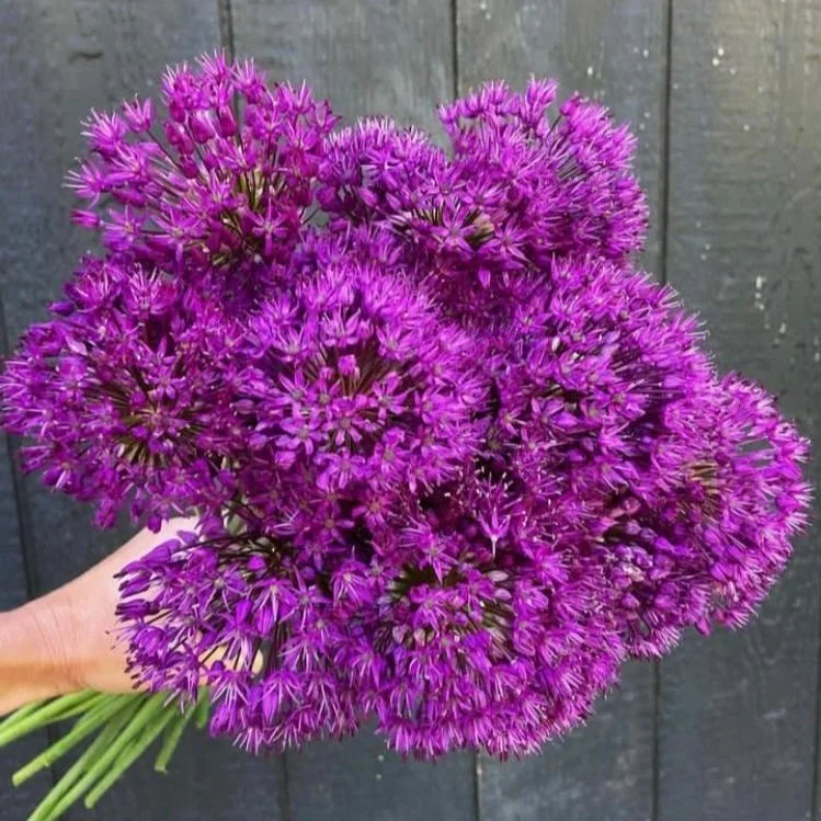 Spring Flowering Bulb Sale Closed — Backyard Blooms