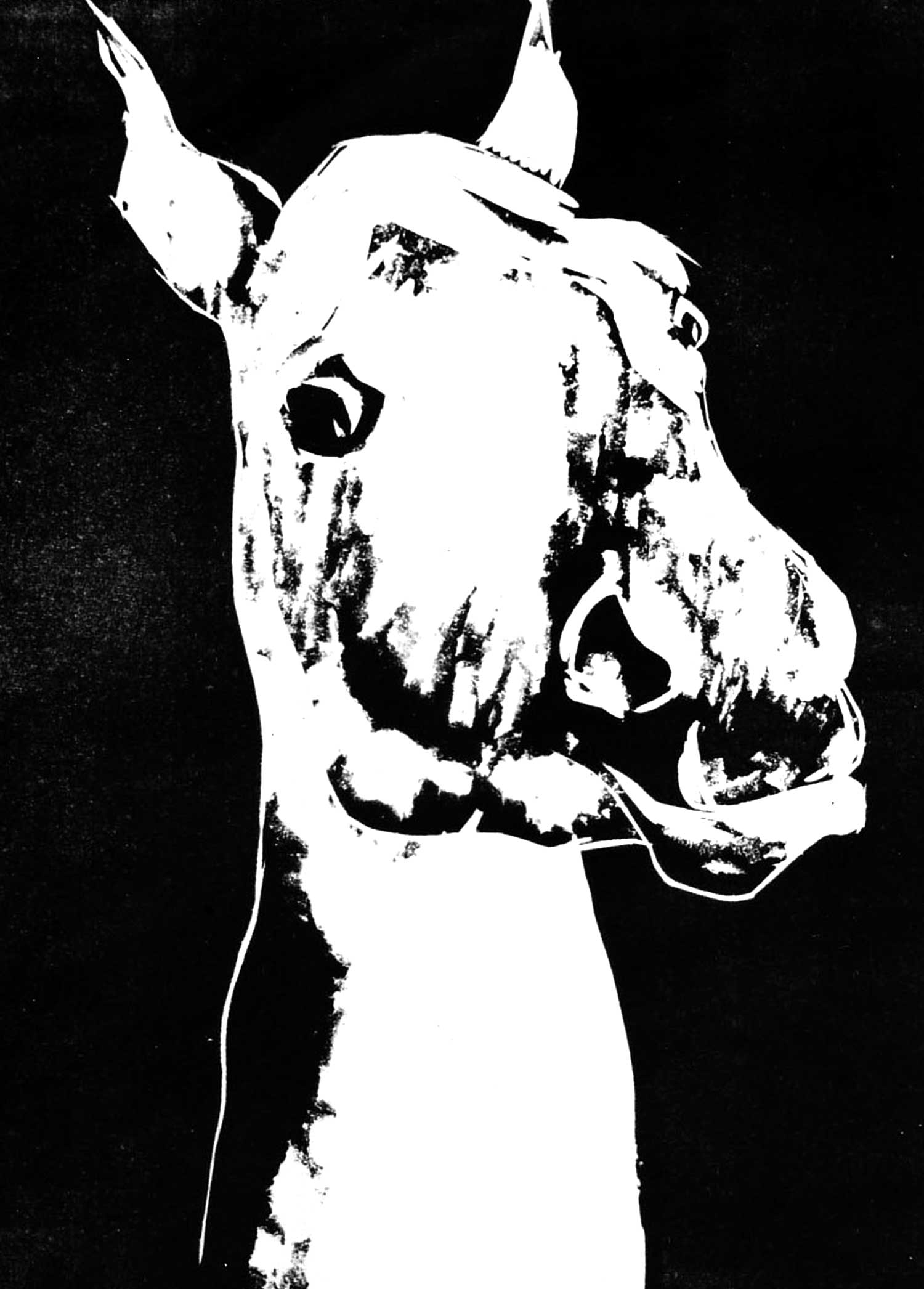 white_horse.jpg