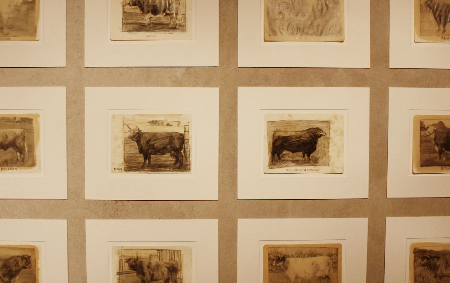 cows-crop.jpg