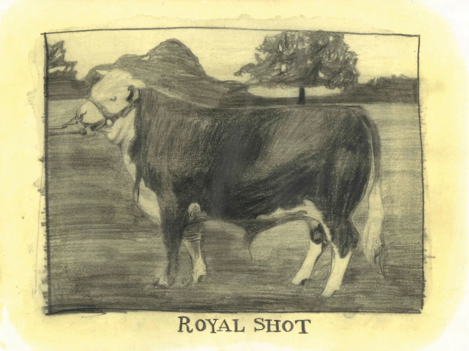 royal-shot.jpg