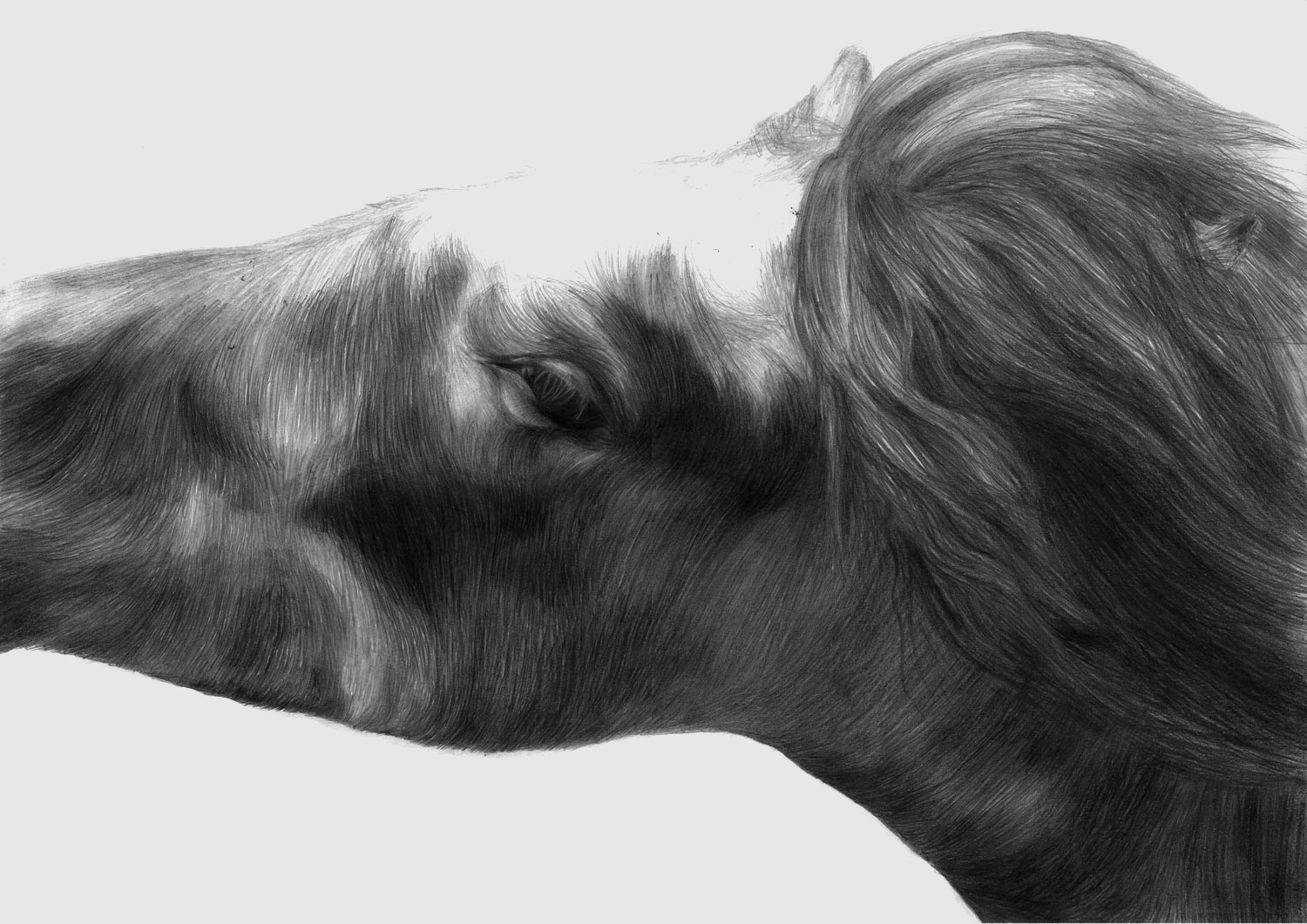 horse_portrait_4-copy.jpg