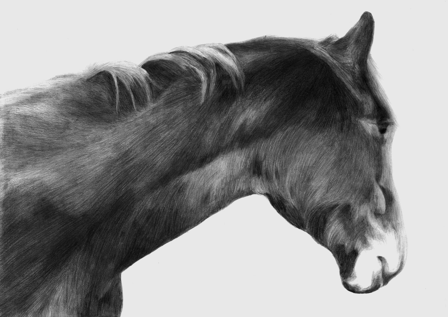 horse_portrait_5copy.jpg