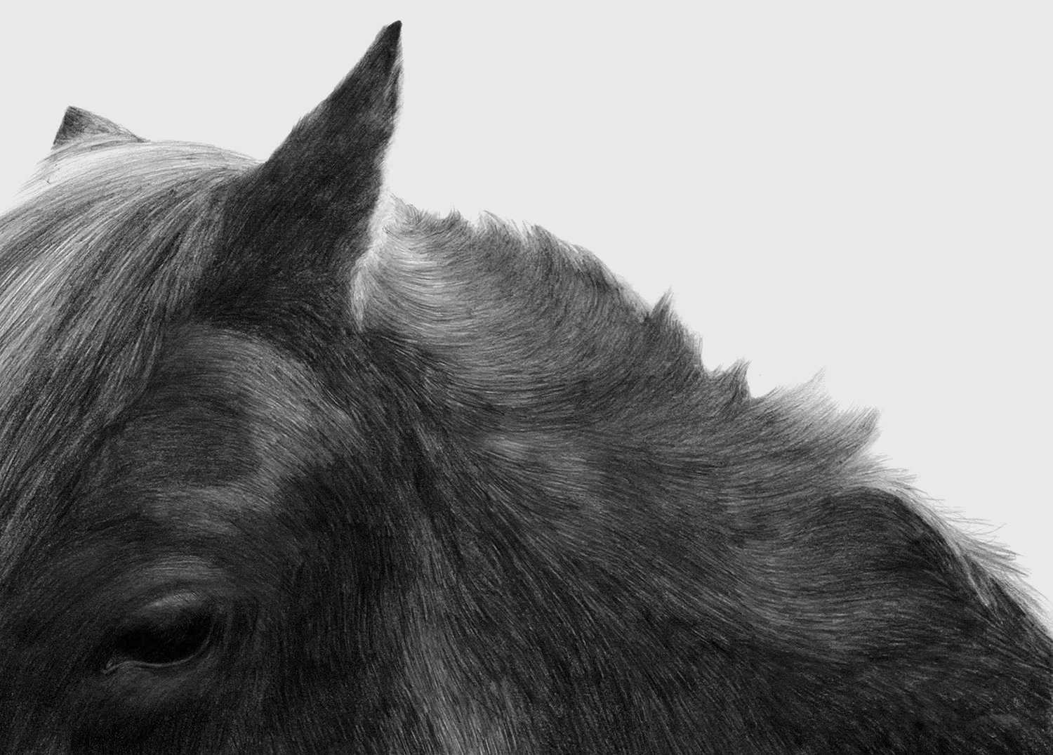 horse_portrait_1copy.jpg