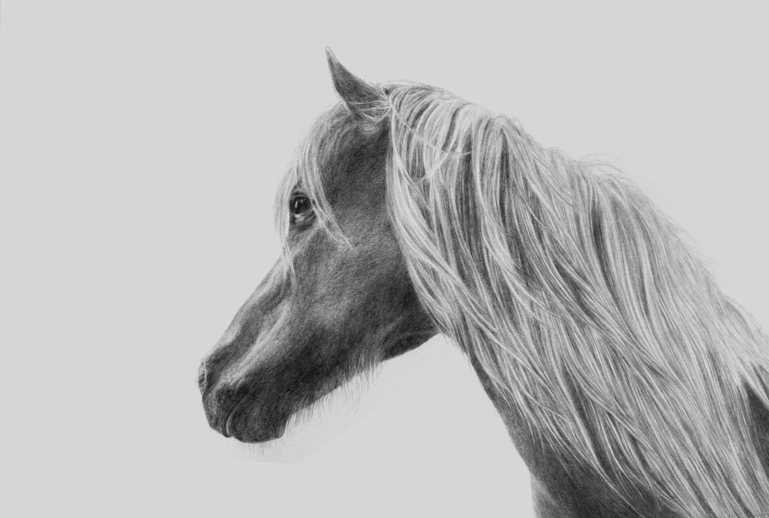 horse_portrait_copy.jpg