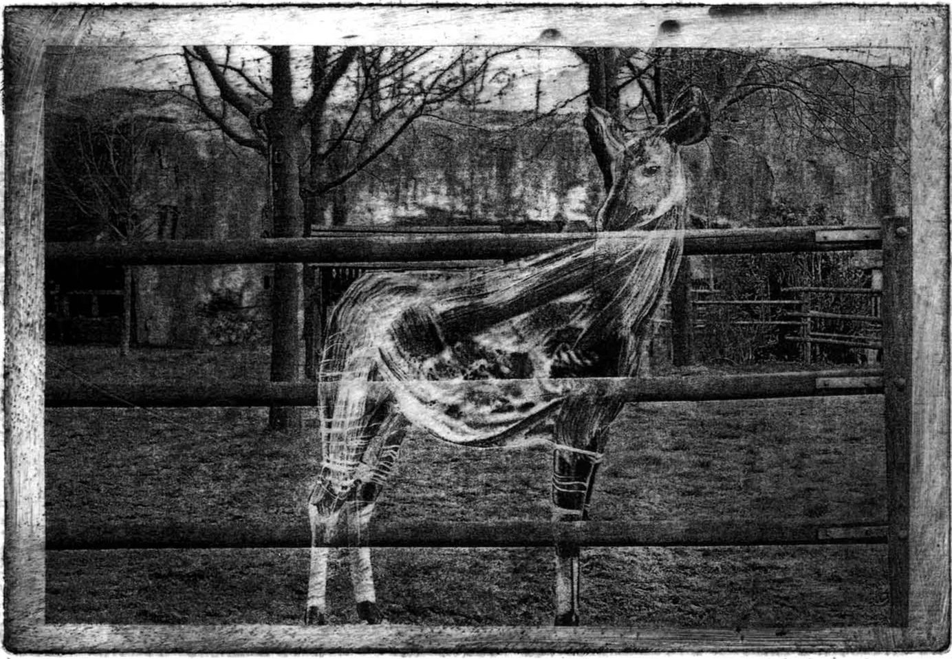 zoo_okapi.jpg