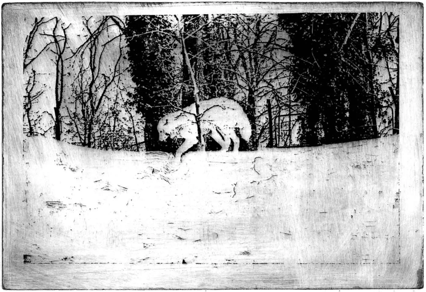 zoo_white_wolf.jpg