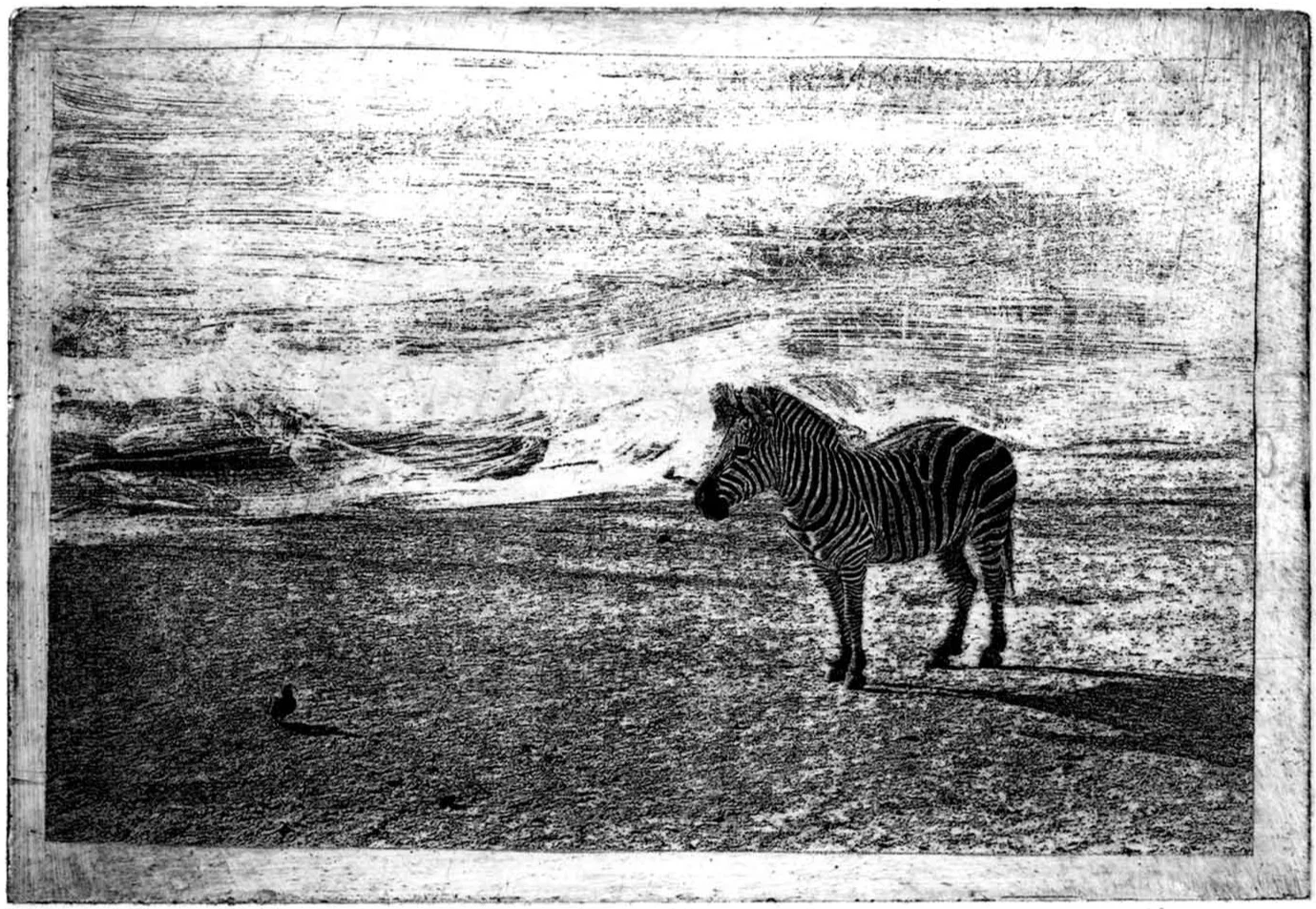 zoo_zebra.jpg