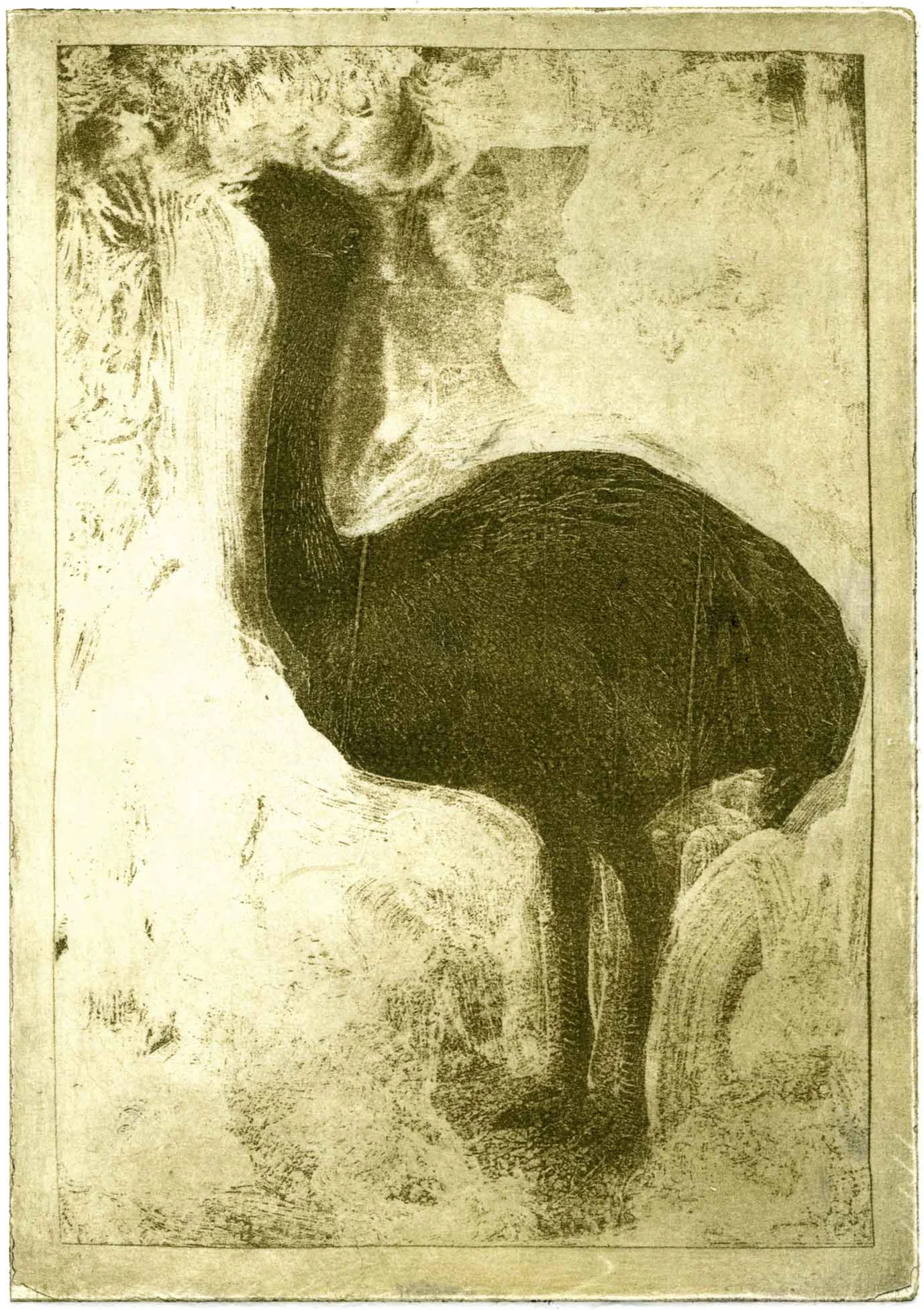 zoo_ostrich.jpg