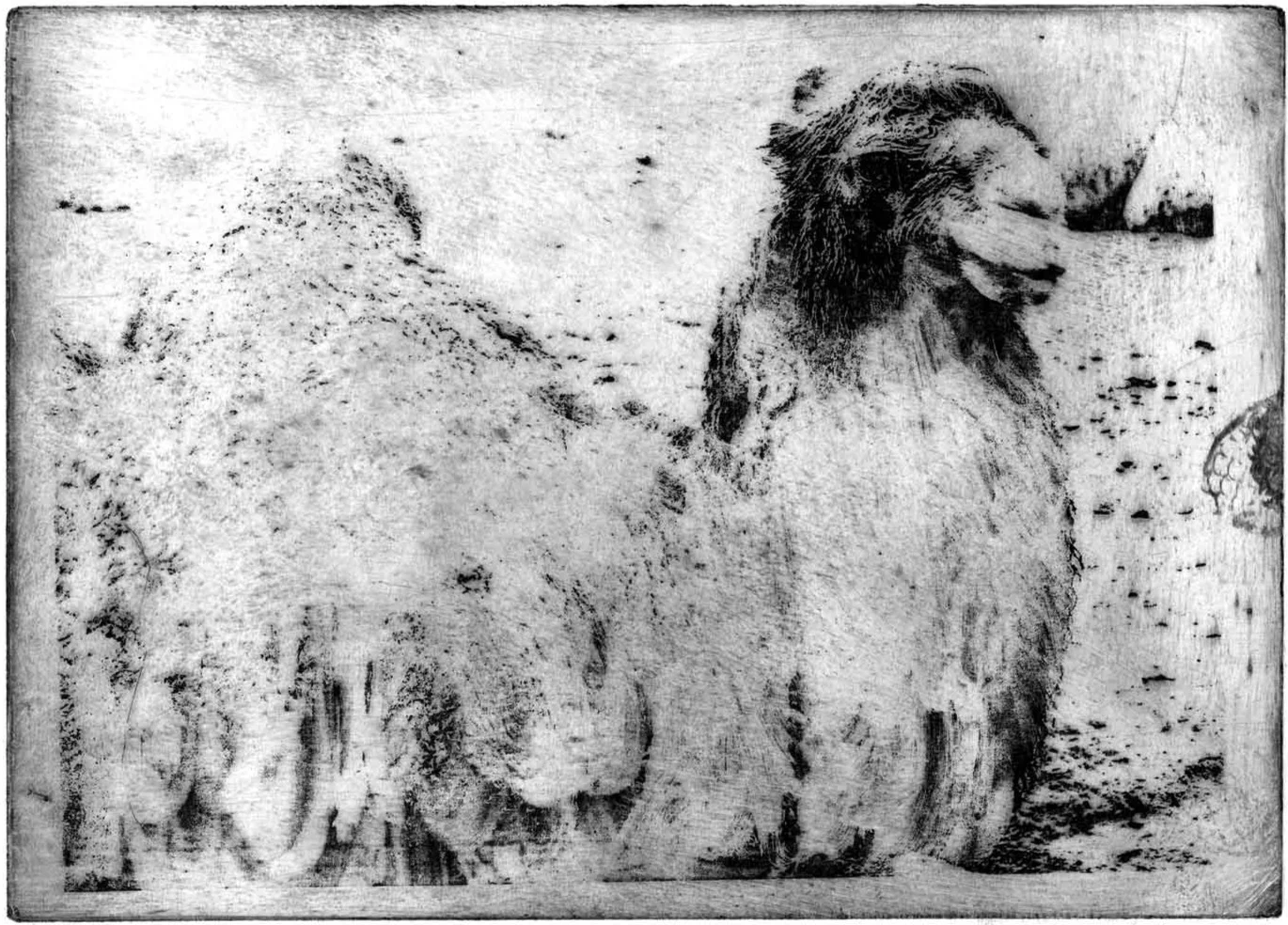 zoo_camel.jpg