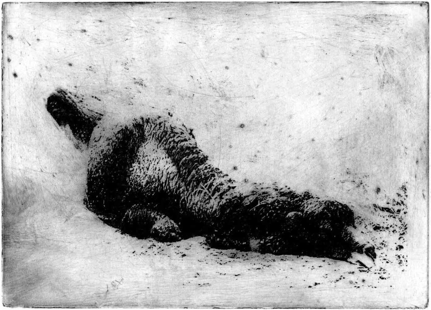 zoo_sleeping_camel.jpg