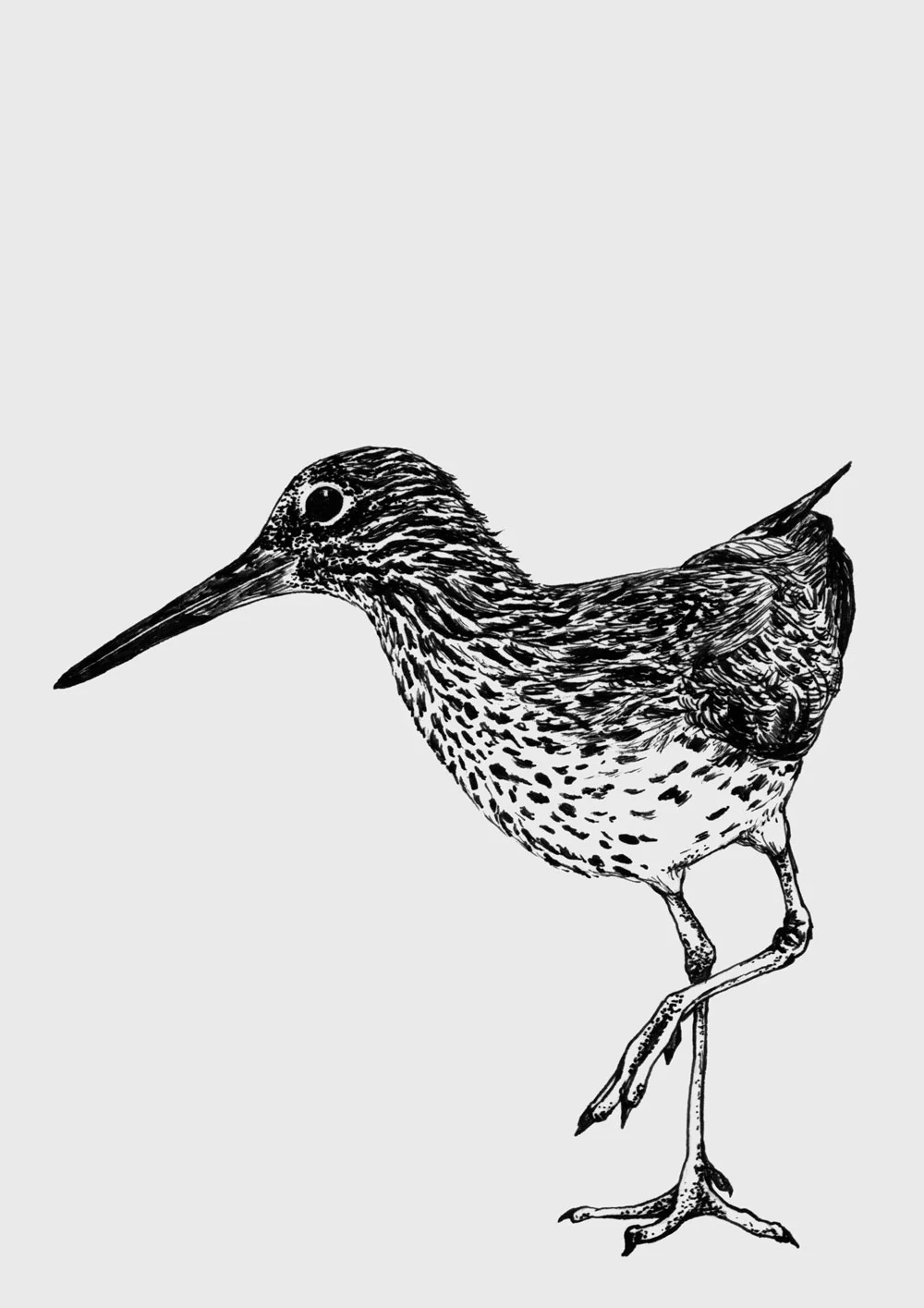 snipe.jpg