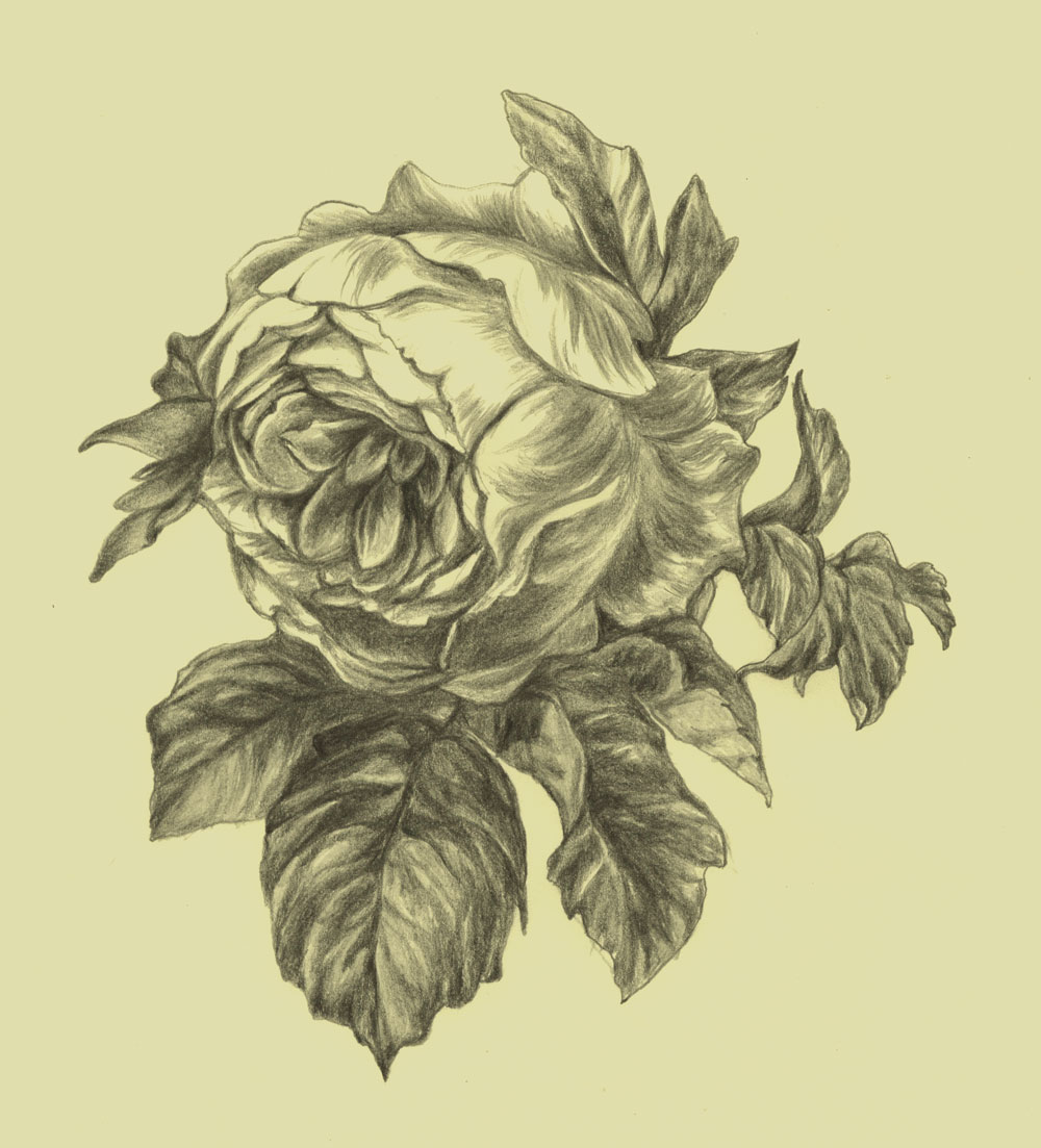 rose-drawing.jpg